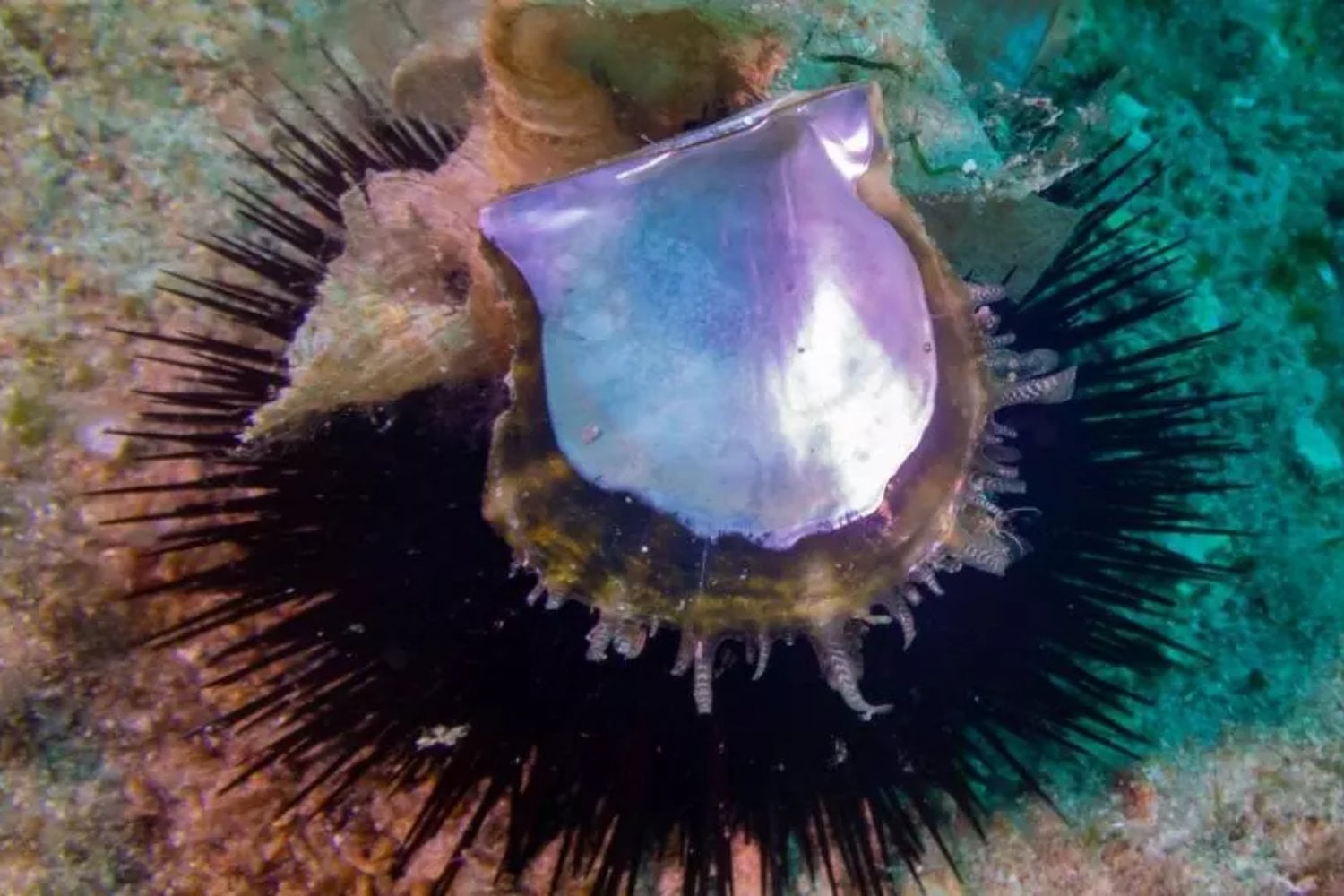 Hace 150 años una ostra tropical entró en el Mediterráneo por una puerta que acababa de abrir el ser humano. Ahora el calentamiento del mar le está permitiendo avanzar por España