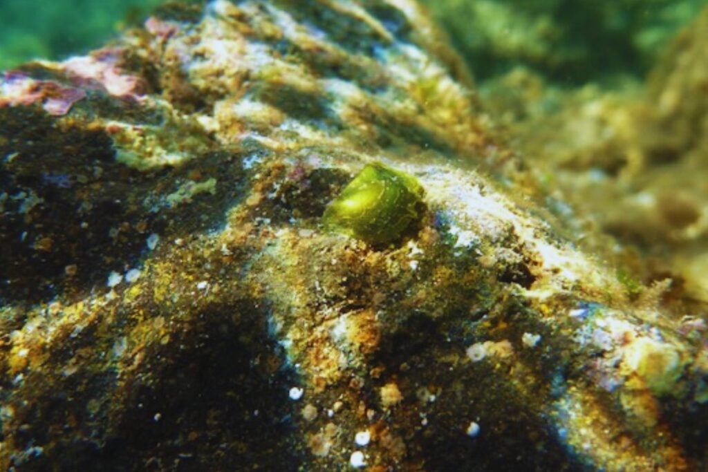Hace 150 años una ostra tropical entró en el Mediterráneo por una puerta que acababa de abrir el ser humano. Ahora el calentamiento del mar le está permitiendo avanzar por España