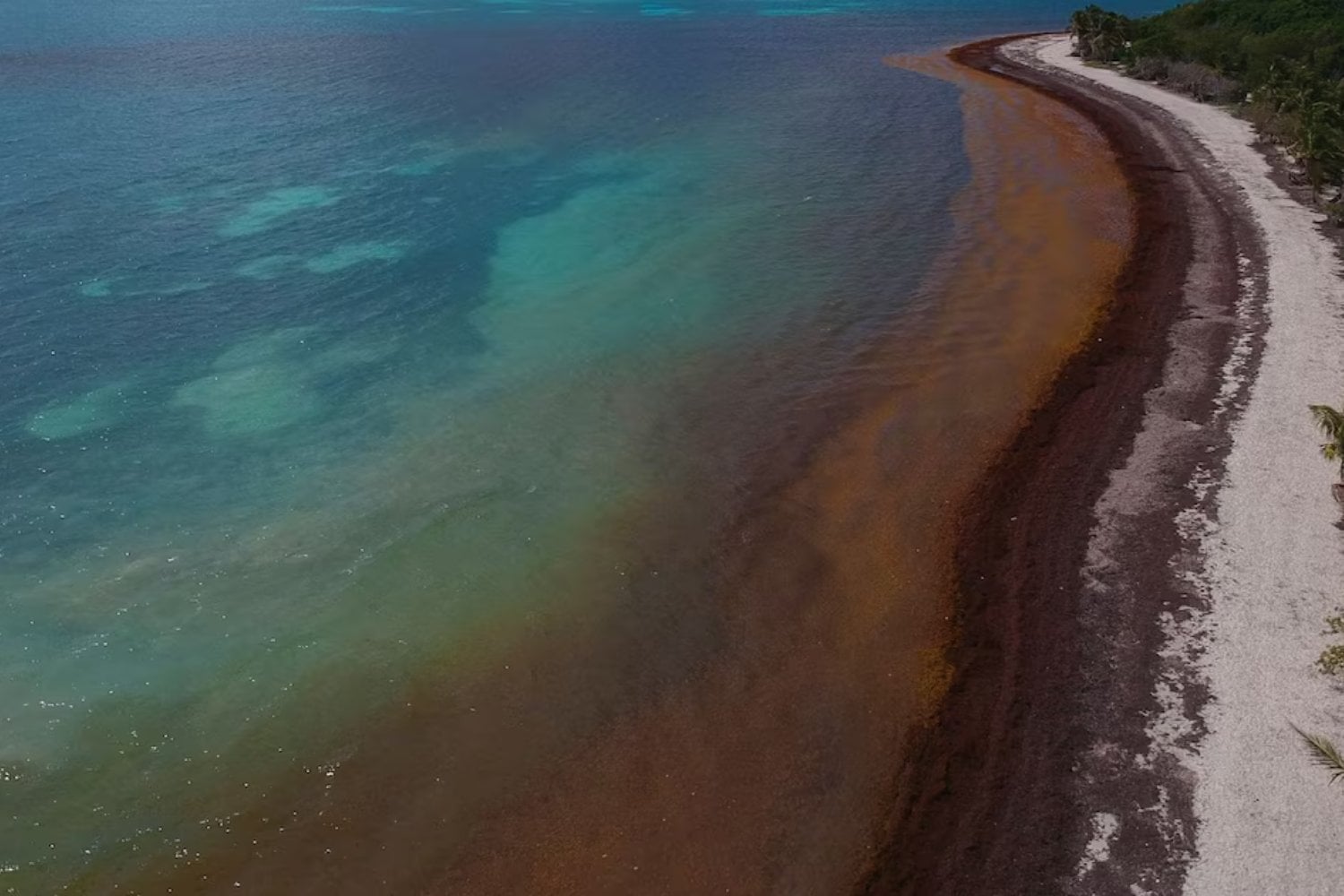 La NASA ha medido una masa de algas de 33,6 millones de toneladas cruzando el Atlántico. En mar abierto sostiene la vida; cuando llega al Caribe, la asfixia y libera gases tóxicos