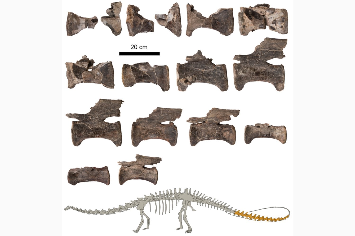 Durante casi 150 años, el Diplodocus parecía un gigante exclusivo de Norteamérica. 14 vértebras encontradas en Teruel acaban de demostrar que también llegó a Europa y cambian lo que sabíamos sobre sus viajes por el Jurásico