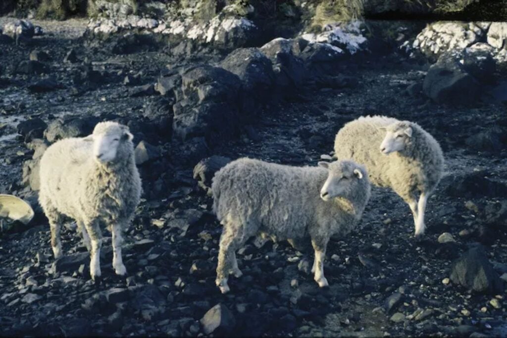 En 1931 abandonaron 4.000 ovejas en una isla subantártica. Cuarenta años después eran tan singulares que salvaron diez antes de exterminar el resto