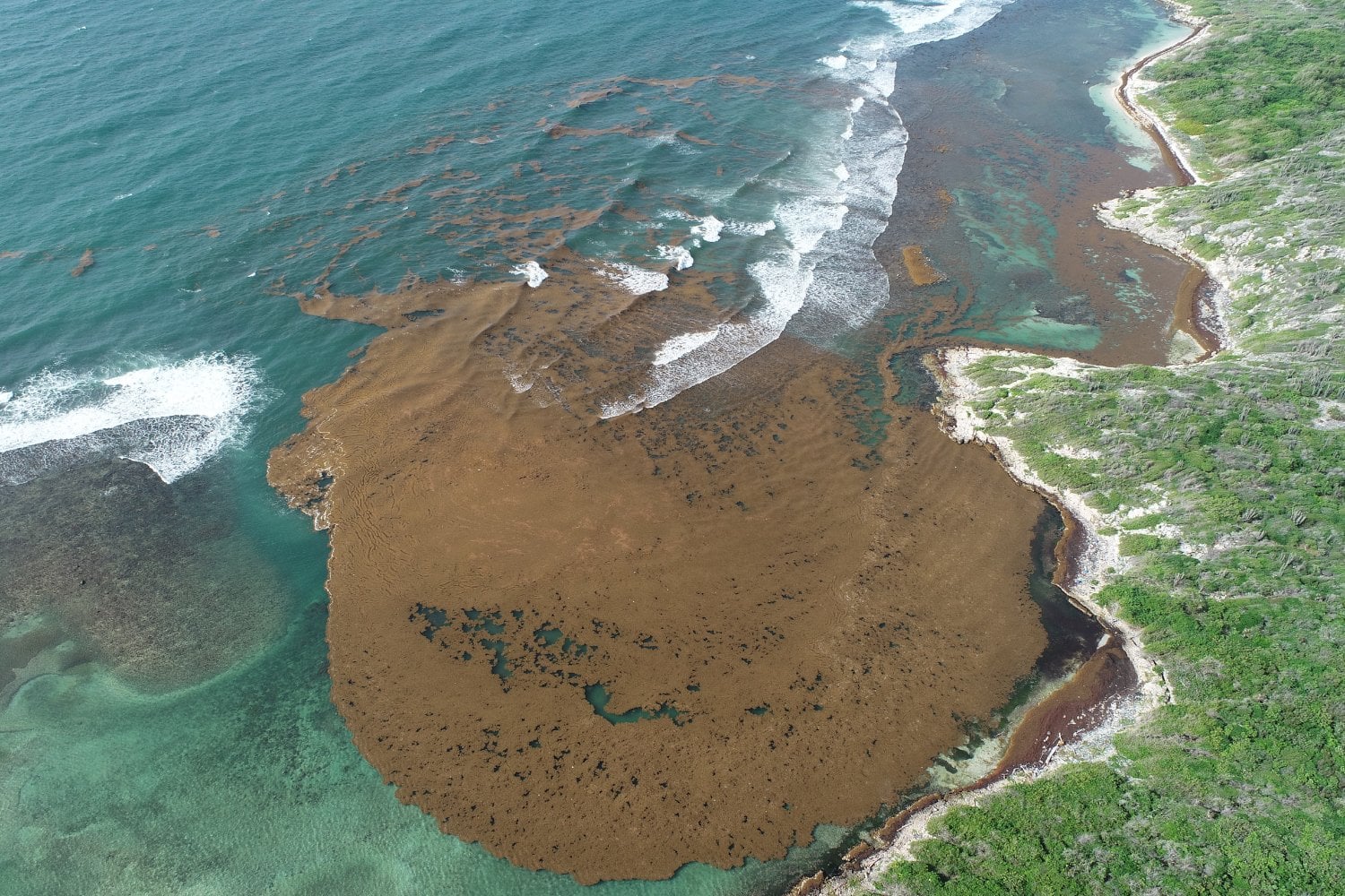 La NASA ha medido una masa de algas de 33,6 millones de toneladas cruzando el Atlántico. En mar abierto sostiene la vida; cuando llega al Caribe, la asfixia y libera gases tóxicos