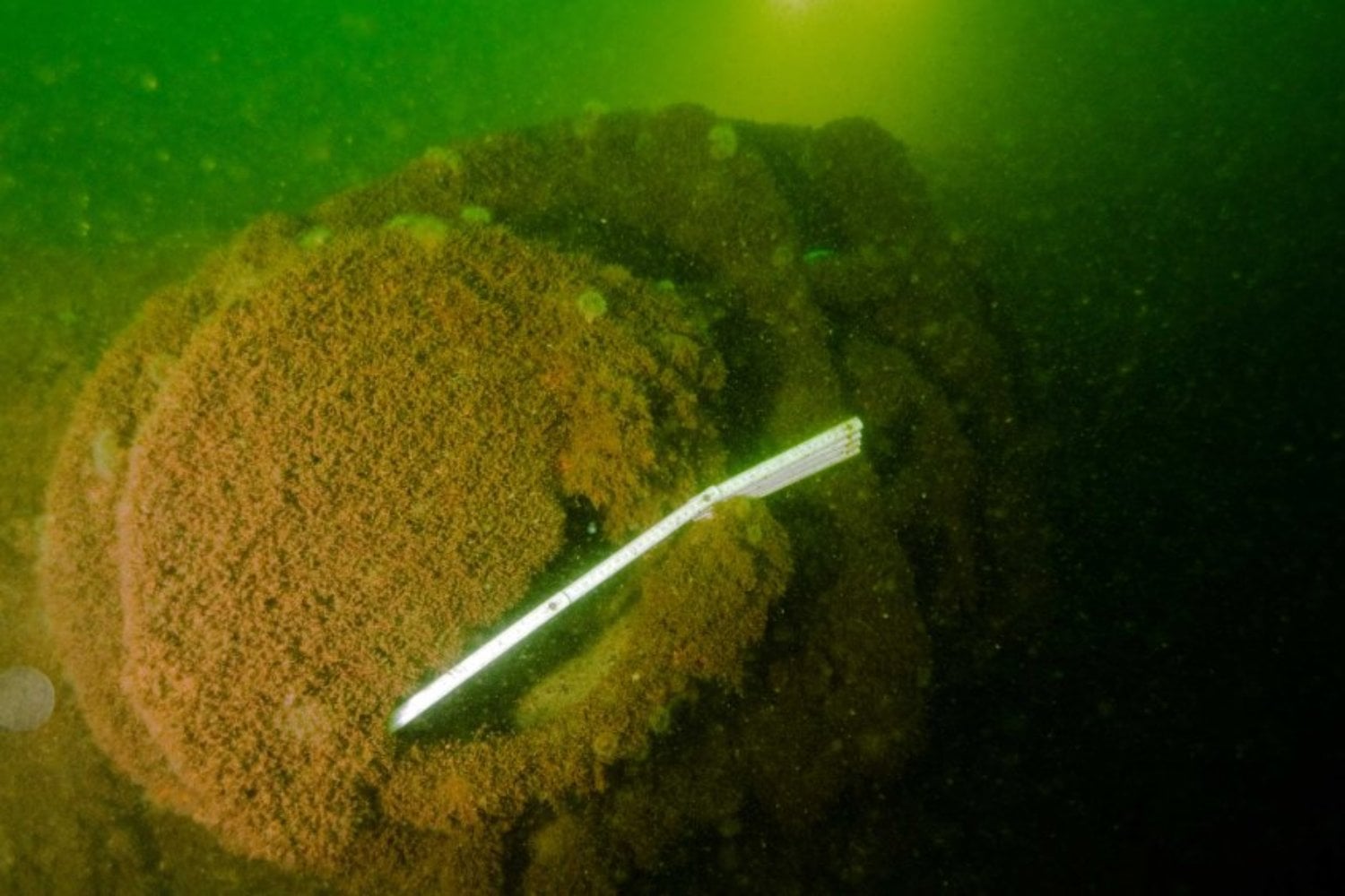 Dos submarinos nazis se hundieron tras chocar contra otros U-boote de su propia flota y dejaron 80 muertos en el Báltico. Ocho décadas después, uno acaba de ser localizado y el otro vuelve al foco por una amenaza inquietante: los saqueadores