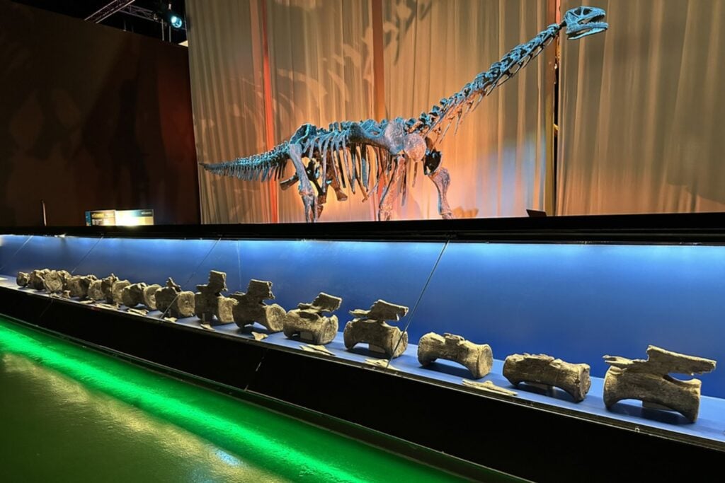 Durante casi 150 años, el Diplodocus parecía un gigante exclusivo de Norteamérica. 14 vértebras encontradas en Teruel acaban de demostrar que también llegó a Europa y cambian lo que sabíamos sobre sus viajes por el Jurásico