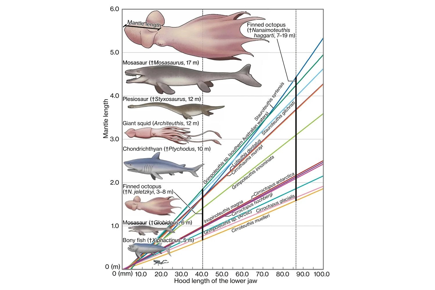 Creíamos que durante 370 millones de años los grandes vertebrados habían dominado los océanos. Unas mandíbulas fósiles revelan ahora un pulpo de 19 metros que podía rivalizar con mosasaurios