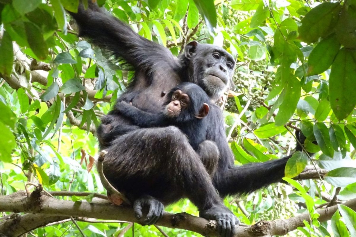 Durante décadas sabíamos que los chimpancés usan herramientas. Ahora los han grabado haciendo algo más raro: enseñar a sus crías a utilizarlas