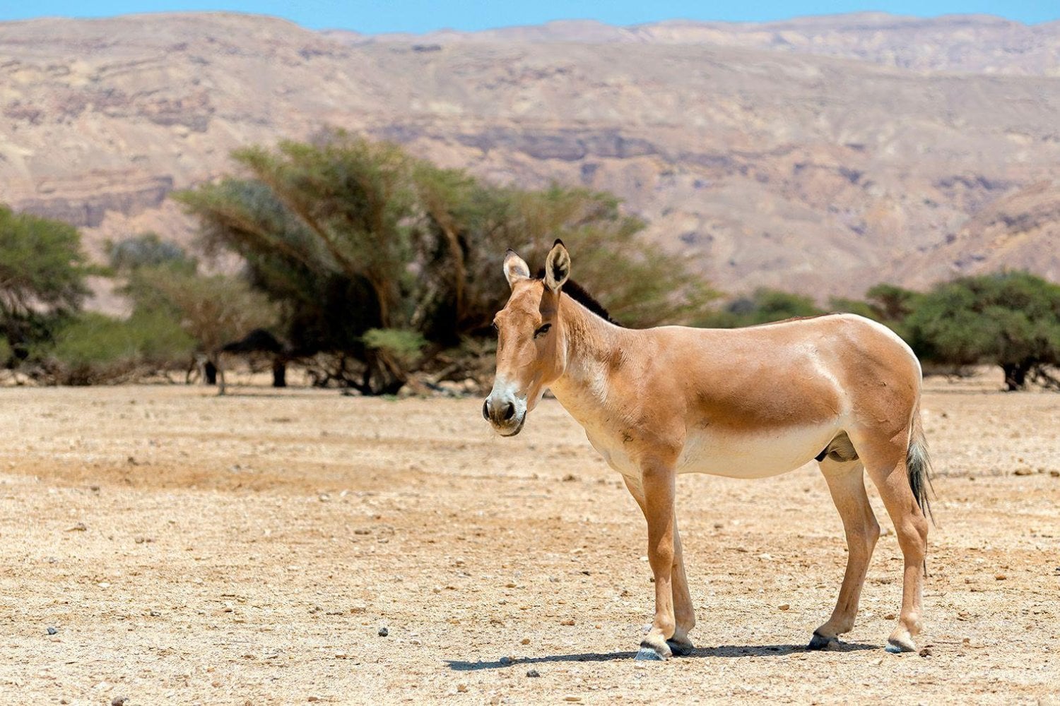 Israel soltó 28 asnos salvajes en pleno desierto del Néguev para recuperar una especie extinguida. Décadas después descubrió que no solo habían sobrevivido: también estaban ayudando a reconstruir el ecosistema