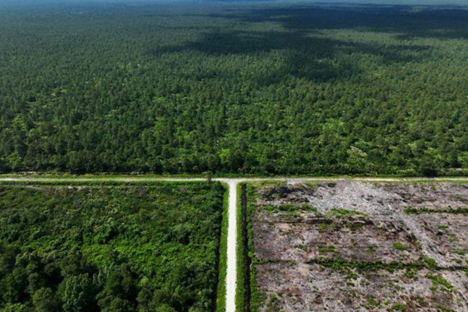 Excavaron 80 kilómetros de zanjas para convertir una turbera de Carolina del Norte en campos de cultivo. El proyecto fracasó, pero el drenaje siguió funcionando: ahora libera 130.000 toneladas de CO₂ al año