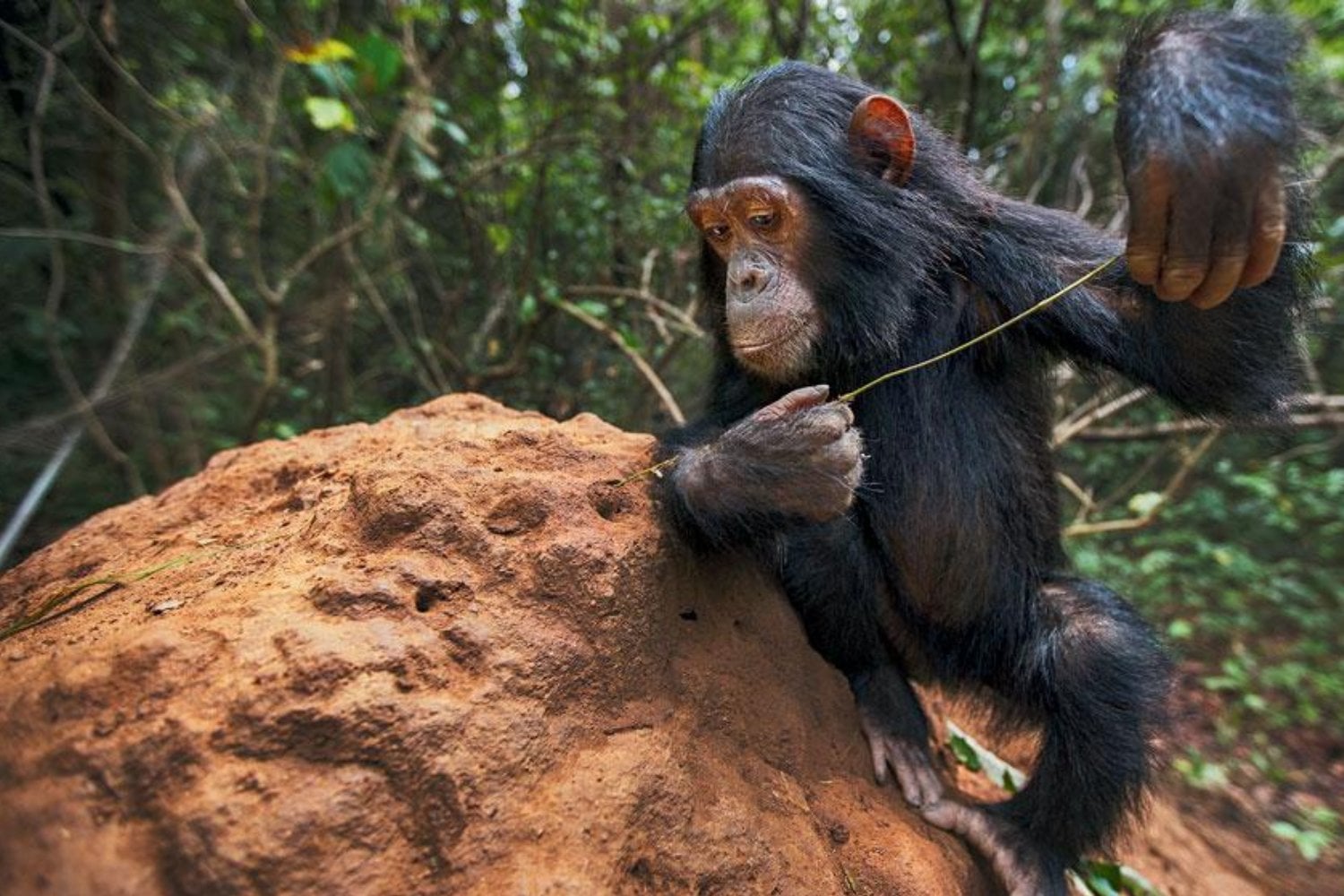 Durante décadas sabíamos que los chimpancés usan herramientas. Ahora los han grabado haciendo algo más raro: enseñar a sus crías a utilizarlas