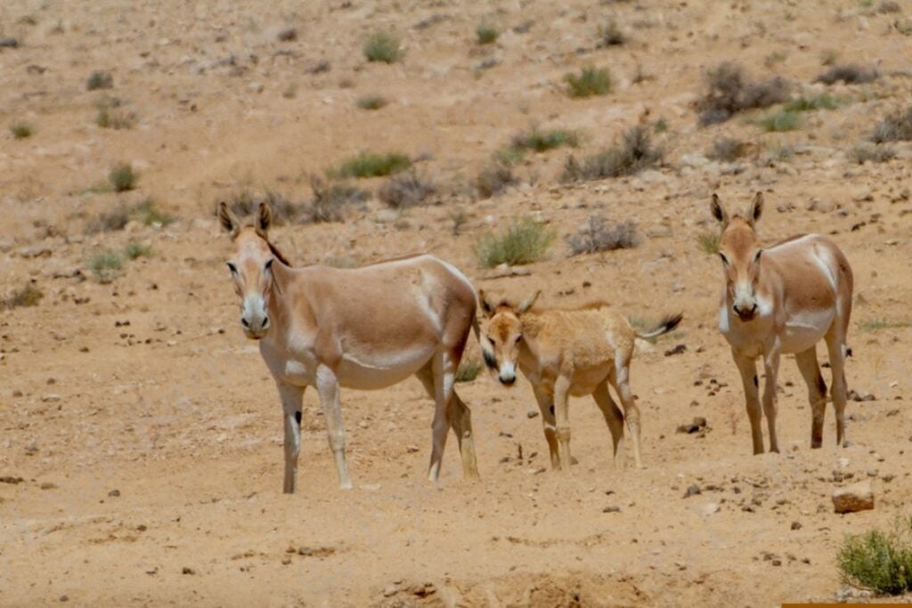 Israel soltó 28 asnos salvajes en pleno desierto del Néguev para recuperar una especie extinguida. Décadas después descubrió que no solo habían sobrevivido: también estaban ayudando a reconstruir el ecosistema