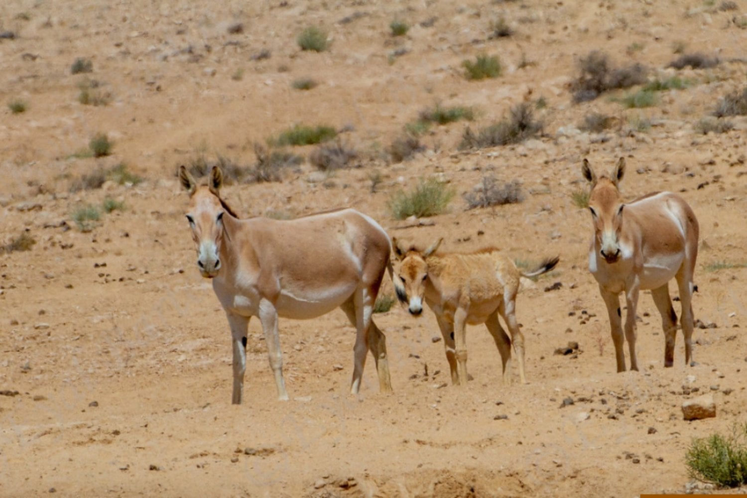Israel soltó 28 asnos salvajes en pleno desierto del Néguev para recuperar una especie extinguida. Décadas después descubrió que no solo habían sobrevivido: también estaban ayudando a reconstruir el ecosistema