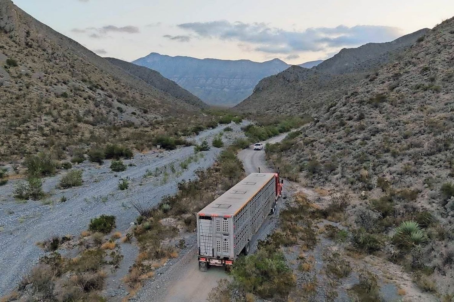 En 2009, 23 bisontes cruzaron la frontera dentro de un camión y fundaron una manada de más de 460 ejemplares. El rescate parecía perfecto, pero su ADN esconde un problema que podría crecer un 4% con cada generación