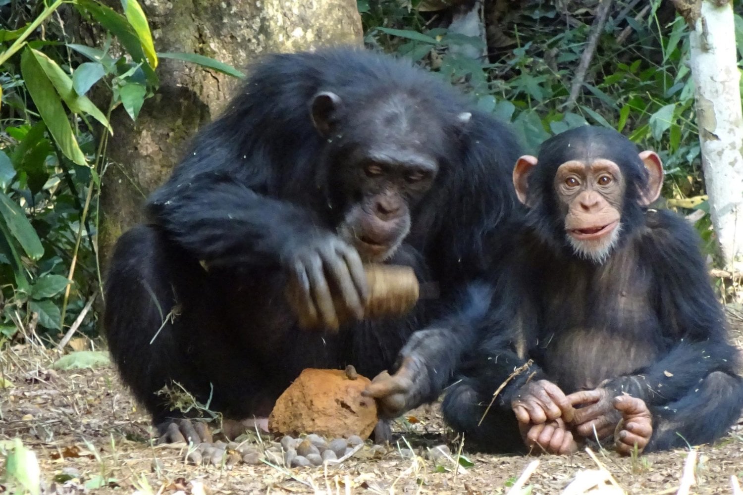 Durante décadas sabíamos que los chimpancés usan herramientas. Ahora los han grabado haciendo algo más raro: enseñar a sus crías a utilizarlas