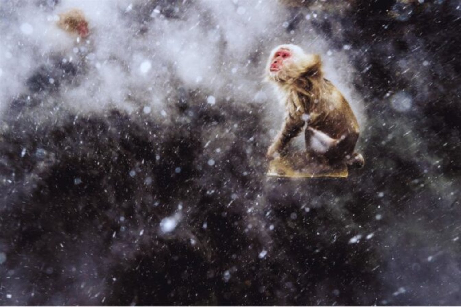 Durante 40 años dimos por hecho que los primates nacieron bajo selvas tropicales. Un mapa de 66 millones de años dice que empezaron soportando inviernos bajo cero