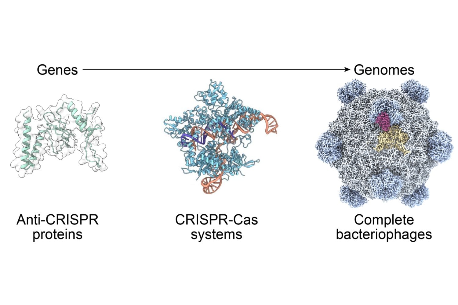 La IA acaba de cruzar una frontera de la biología: ya puede escribir genomas completos de virus funcionales. 16 diseños consiguieron infectar bacterias reales