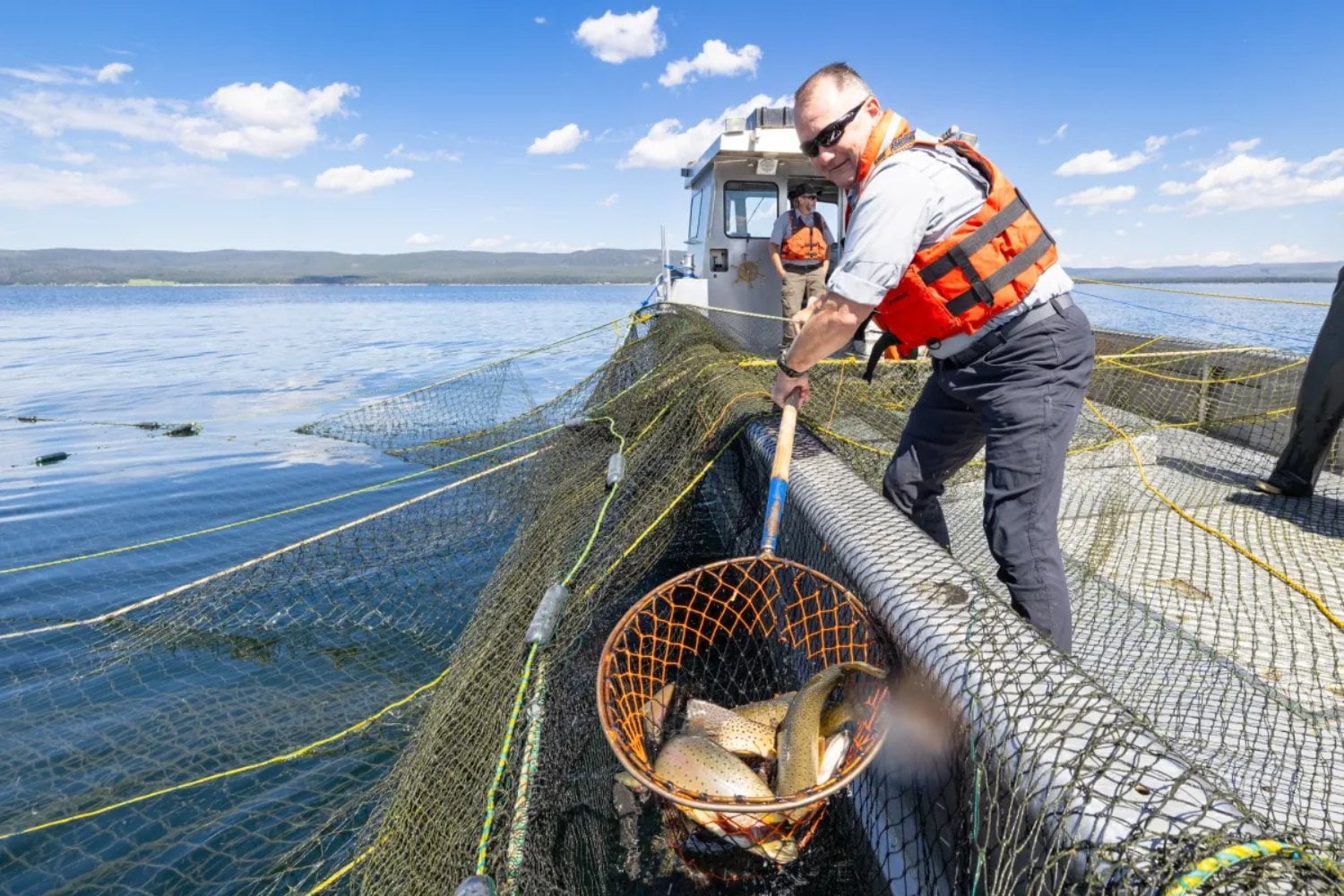 Yellowstone encontró una trucha que nunca debió estar en su lago. Treinta años y 5,1 millones de peces después, todavía no puede dejar de perseguirla