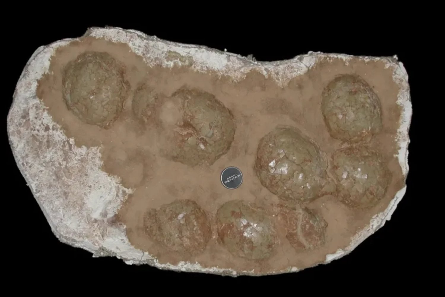 Los dinosaurios más grandes que pisaron la Tierra tenían un problema: algunos podían pesar 75 toneladas y sentarse sobre sus huevos era imposible. En Latinoamérica han encontrado la pista de cómo los incubaban sin aplastarlos
