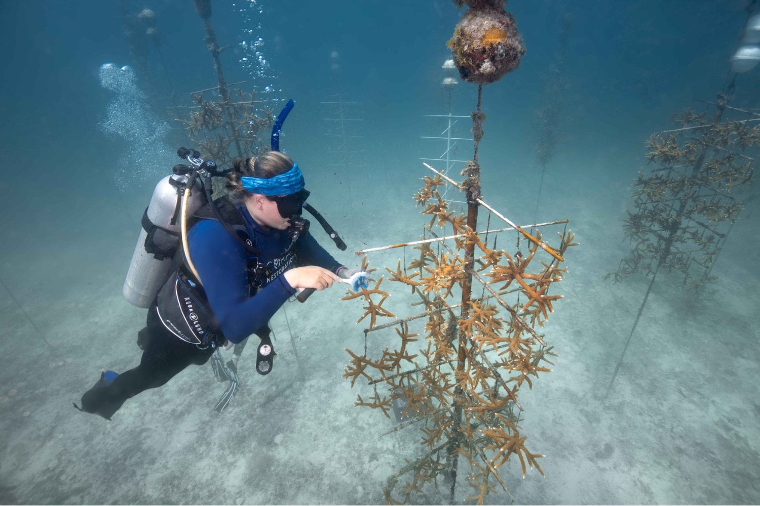 Un padre y su hija empezaron a cultivar fragmentos de coral para un proyecto escolar en Florida. 25 años después, aquella idea terminó convertida en viveros submarinos con casi 1.000 “árboles” capaces de criar 50.000 corales al año