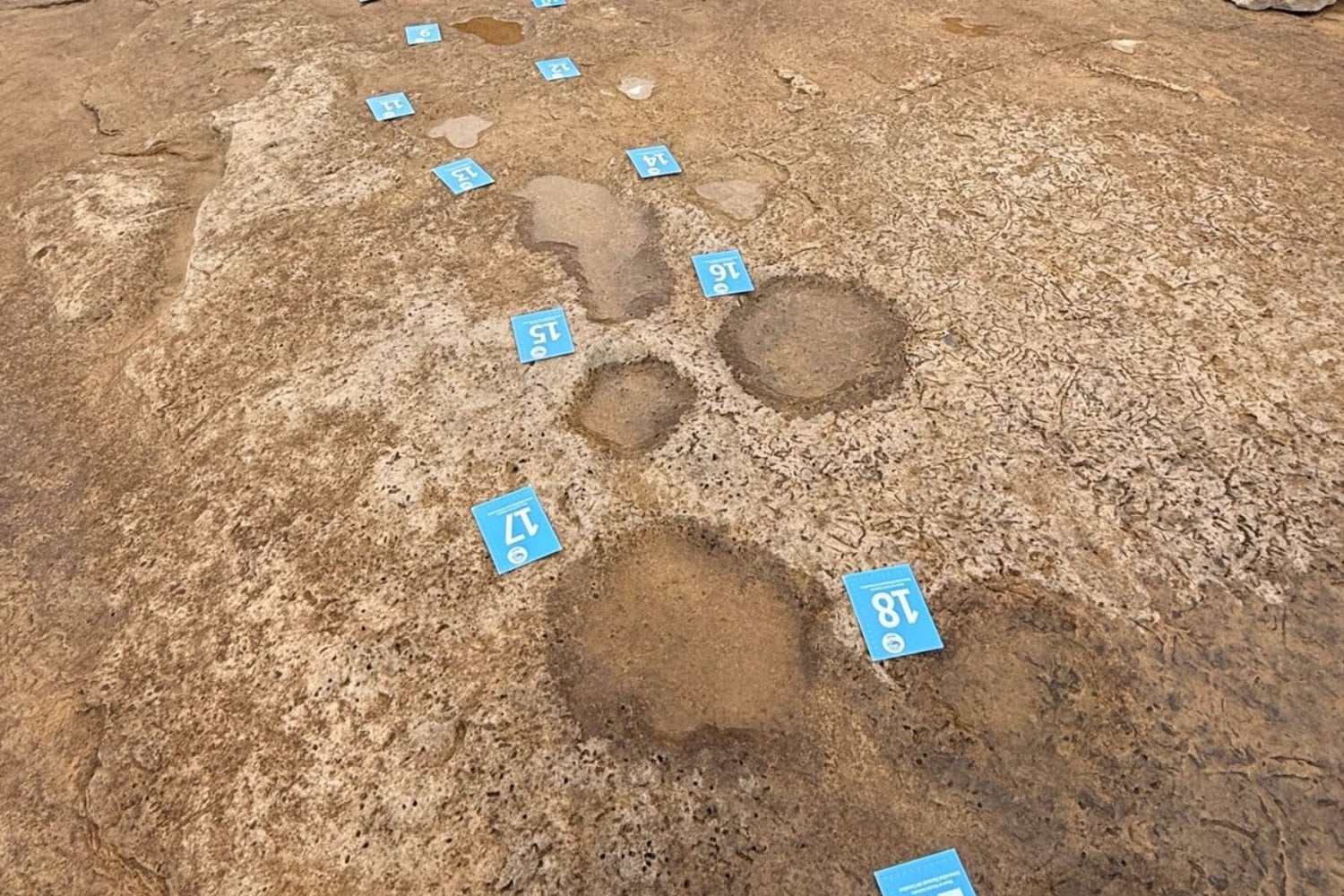 Una bajante excepcional del lago Mari Menuco dejó al descubierto una costa que normalmente permanece bajo el agua. Un niño encontró allí diminutas huellas de aves del Cretácico y los paleontólogos terminaron descubriéndolas junto a las pisadas de saurópodos gigantes