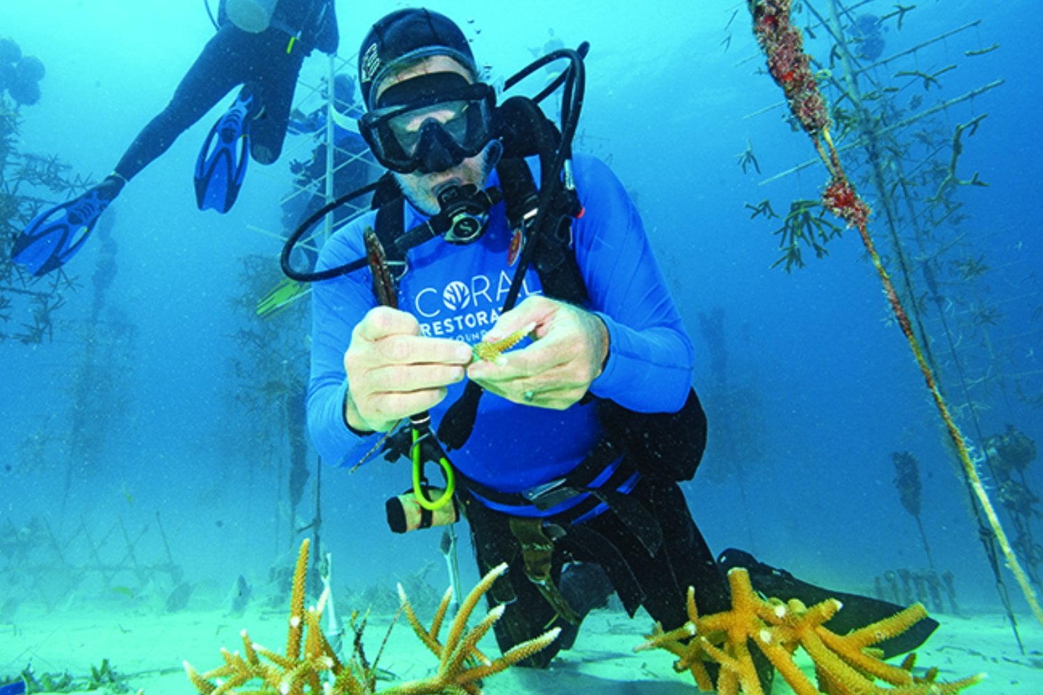 Un padre y su hija empezaron a cultivar fragmentos de coral para un proyecto escolar en Florida. 25 años después, aquella idea terminó convertida en viveros submarinos con casi 1.000 “árboles” capaces de criar 50.000 corales al año