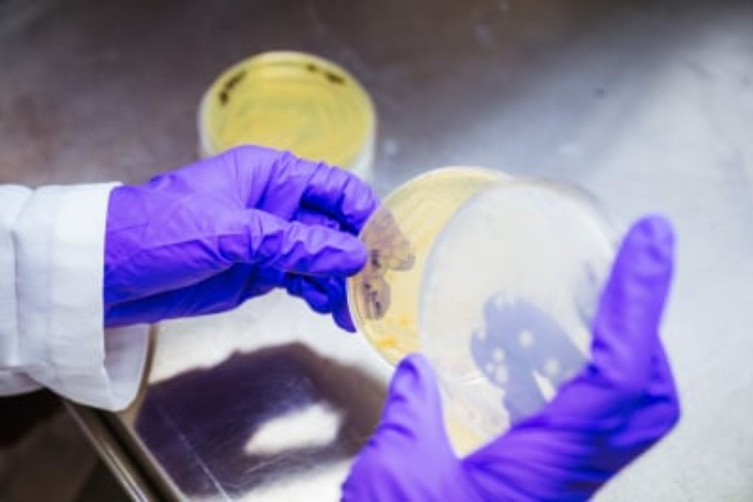 Durante décadas, la microbiología repitió que «todo está en todas partes». La Antártida acaba de romper esa regla: el 90% de sus cepas no apareció en ningún otro lugar y una bota sucia podría ponerlas en riesgo