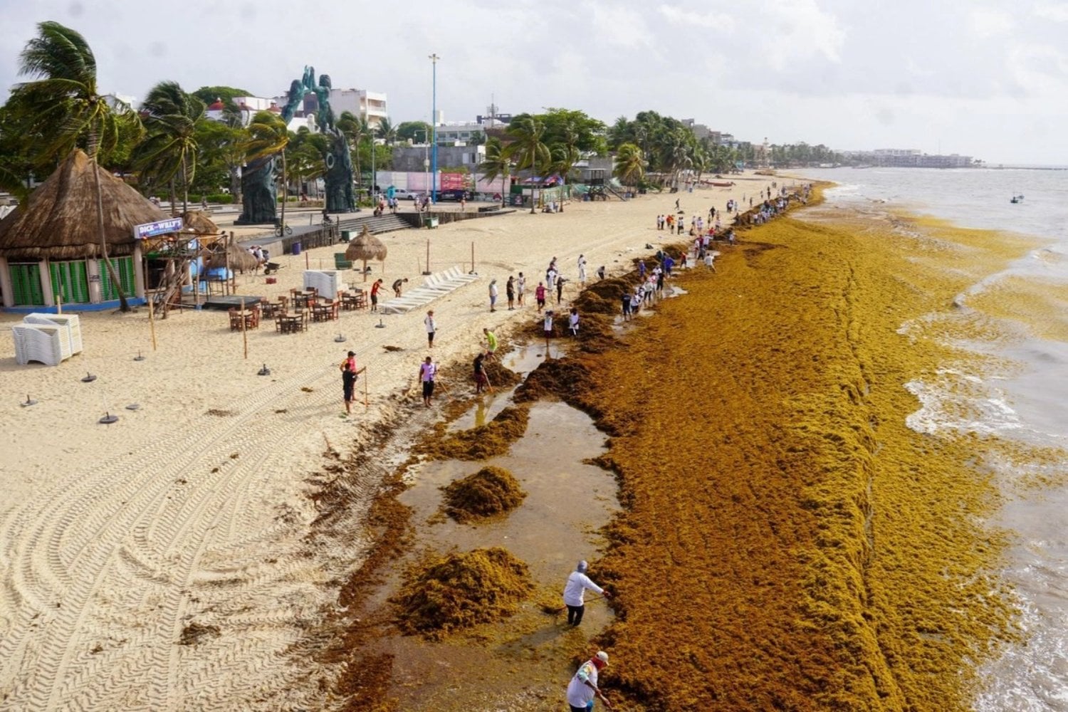Quintana Roo lleva años sacando toneladas de sargazo de sus playas. El problema podría empezar mucho antes de que llegue a la arena: parte de su alimento está saliendo de las aguas residuales