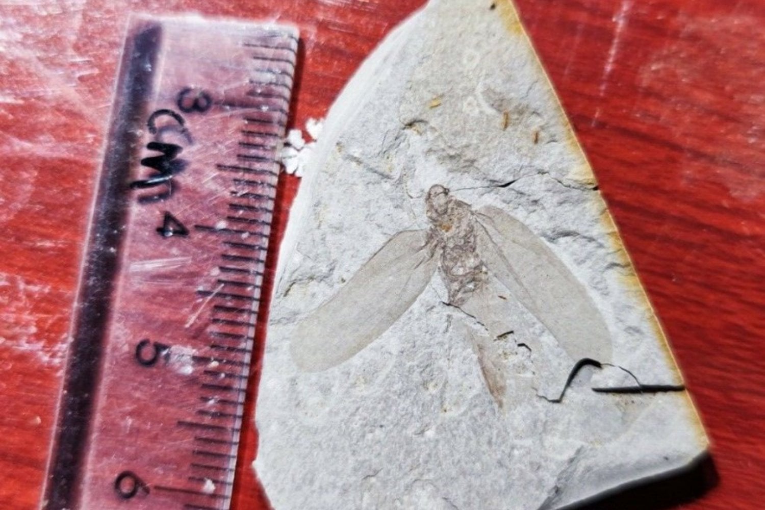 Mucho antes de que existieran los murciélagos, el Jurásico ya tenía conversaciones que ningún humano podía escuchar. La prueba quedó grabada durante 165 millones de años en las alas de 20 insectos