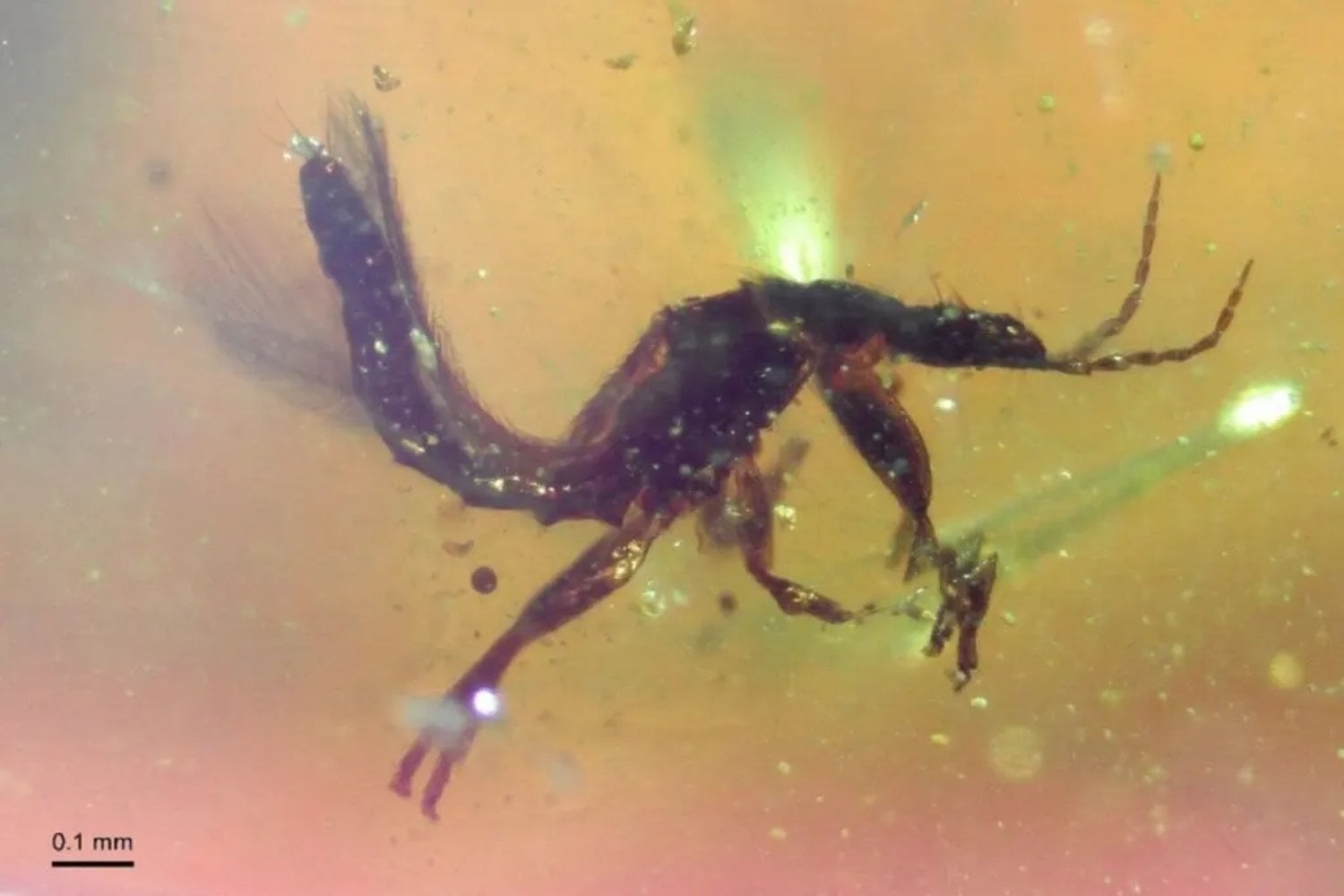 En Cantabria apareció una cápsula del tiempo de hace 105 millones de años y no contiene solo fósiles: su extraño ámbar azul-violeta conserva plumas de dinosaurio, insectos y hasta animales que quedaron congelados mientras se camuflaban