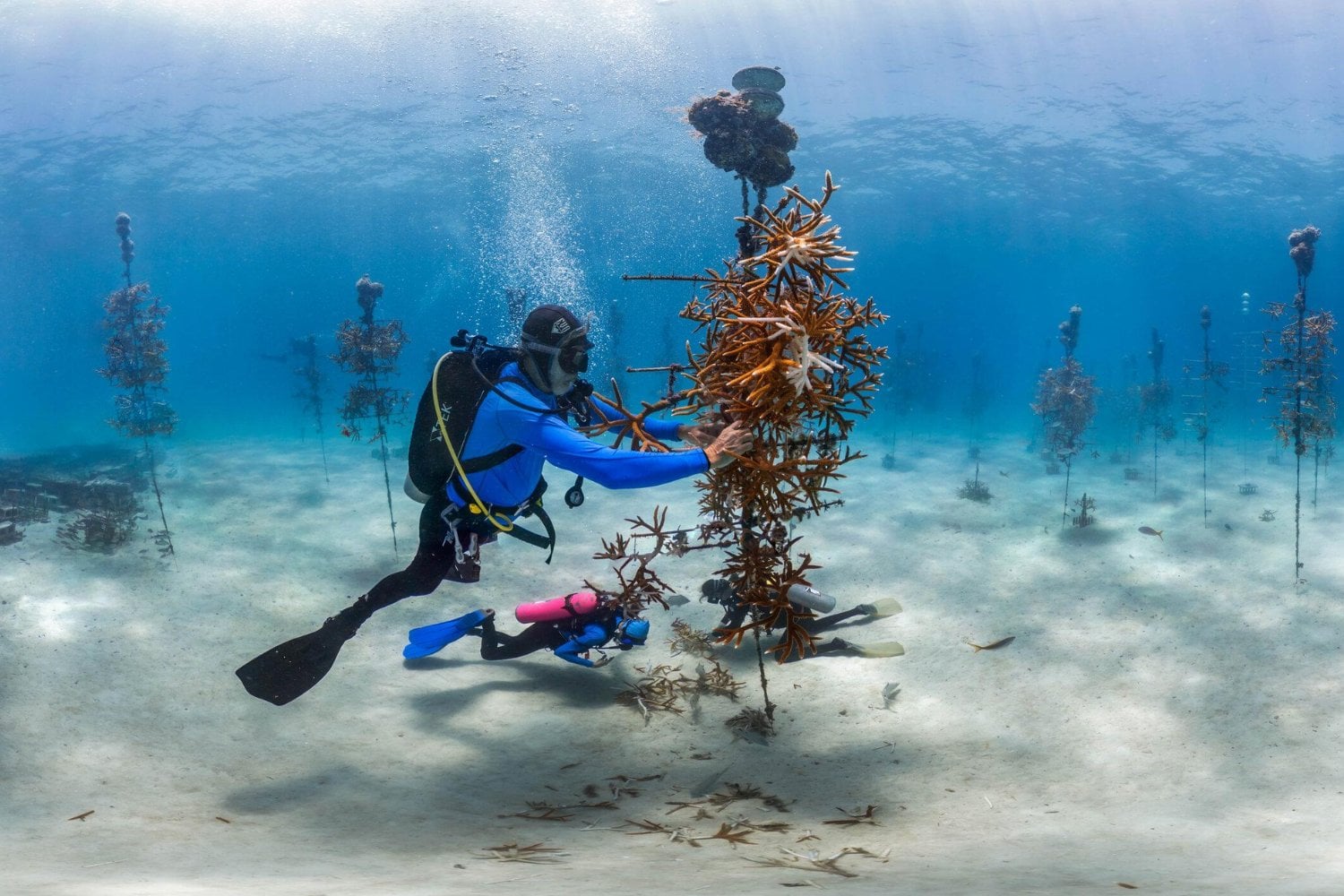 Un padre y su hija empezaron a cultivar fragmentos de coral para un proyecto escolar en Florida. 25 años después, aquella idea terminó convertida en viveros submarinos con casi 1.000 “árboles” capaces de criar 50.000 corales al año