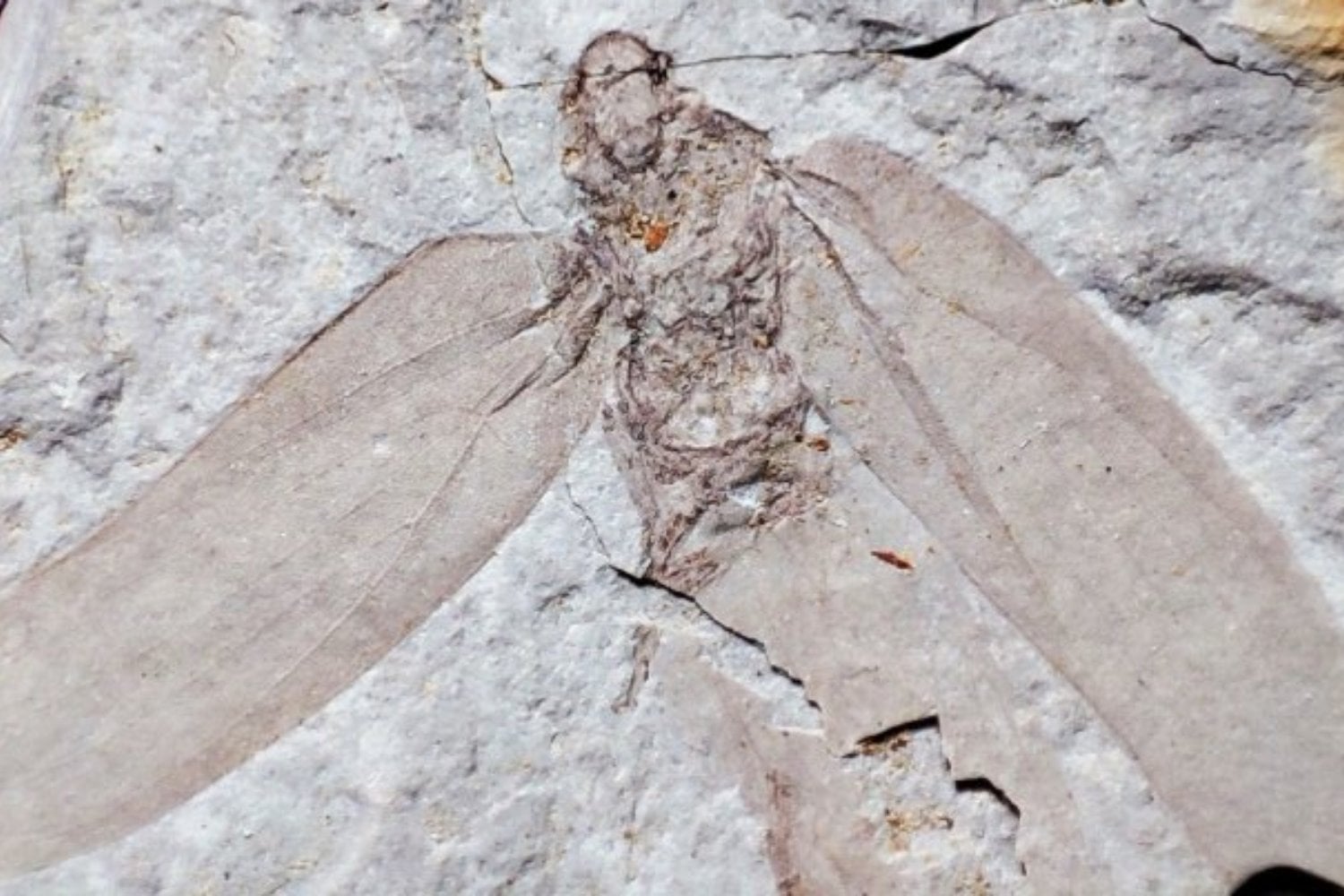 Mucho antes de que existieran los murciélagos, el Jurásico ya tenía conversaciones que ningún humano podía escuchar. La prueba quedó grabada durante 165 millones de años en las alas de 20 insectos