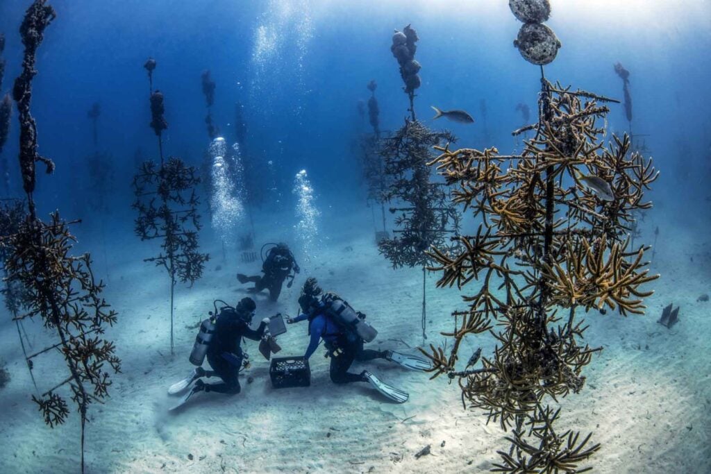 Un padre y su hija empezaron a cultivar fragmentos de coral para un proyecto escolar en Florida. 25 años después, aquella idea terminó convertida en viveros submarinos con casi 1.000 “árboles” capaces de criar 50.000 corales al año