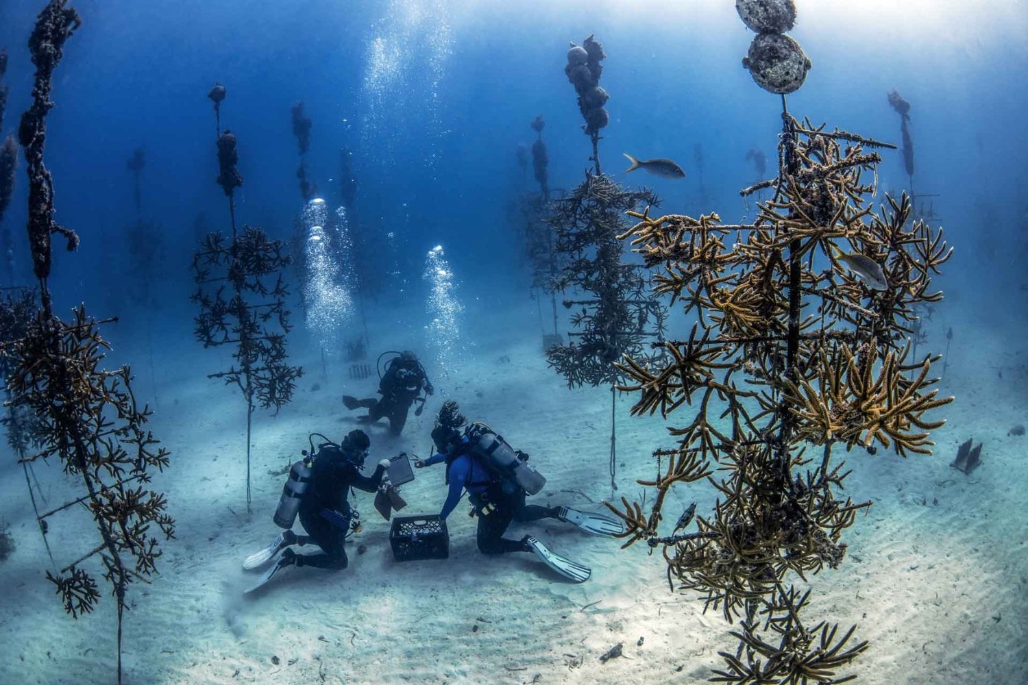 Un padre y su hija empezaron a cultivar fragmentos de coral para un proyecto escolar en Florida. 25 años después, aquella idea terminó convertida en viveros submarinos con casi 1.000 “árboles” capaces de criar 50.000 corales al año