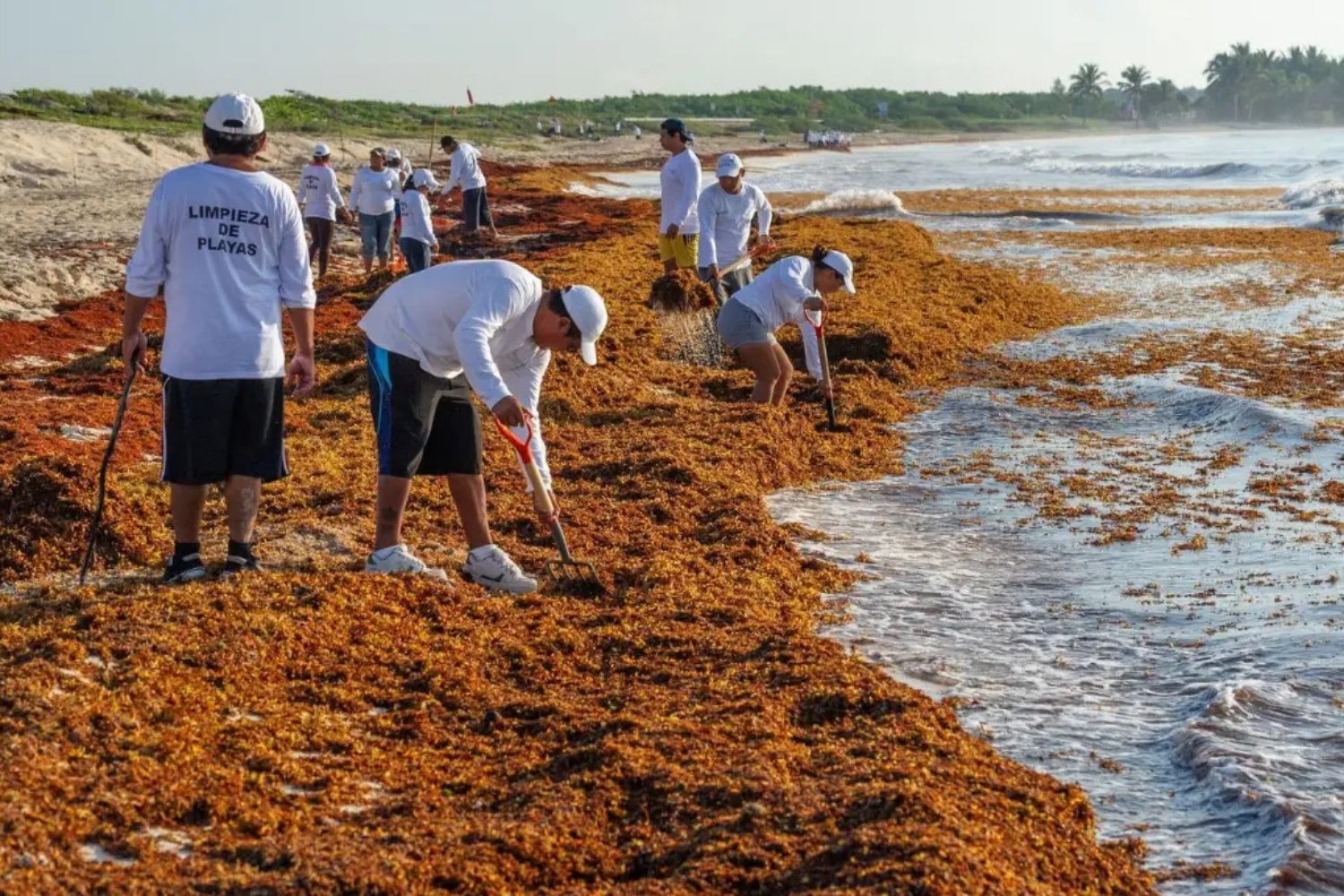 Quintana Roo lleva años sacando toneladas de sargazo de sus playas. El problema podría empezar mucho antes de que llegue a la arena: parte de su alimento está saliendo de las aguas residuales