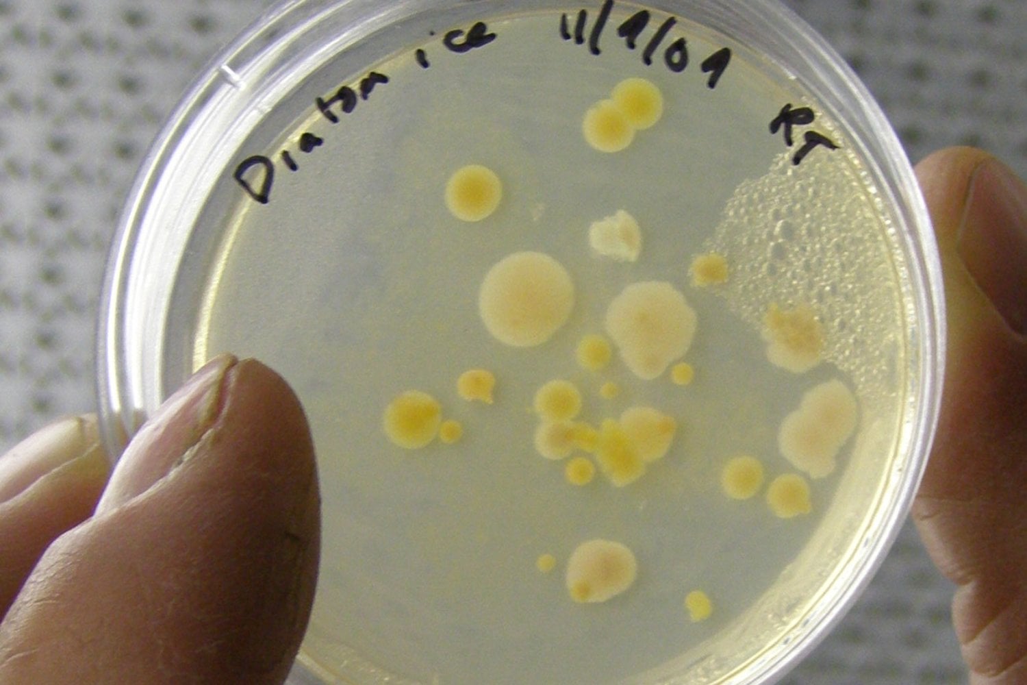 Durante décadas, la microbiología repitió que «todo está en todas partes». La Antártida acaba de romper esa regla: el 90% de sus cepas no apareció en ningún otro lugar y una bota sucia podría ponerlas en riesgo