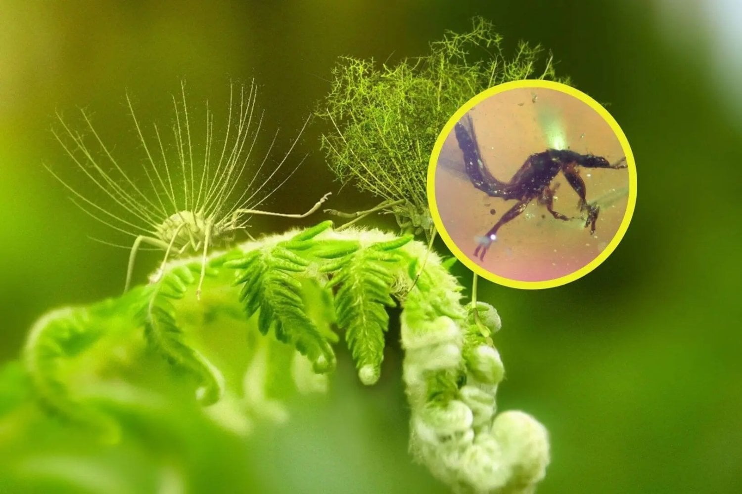 En Cantabria apareció una cápsula del tiempo de hace 105 millones de años y no contiene solo fósiles: su extraño ámbar azul-violeta conserva plumas de dinosaurio, insectos y hasta animales que quedaron congelados mientras se camuflaban