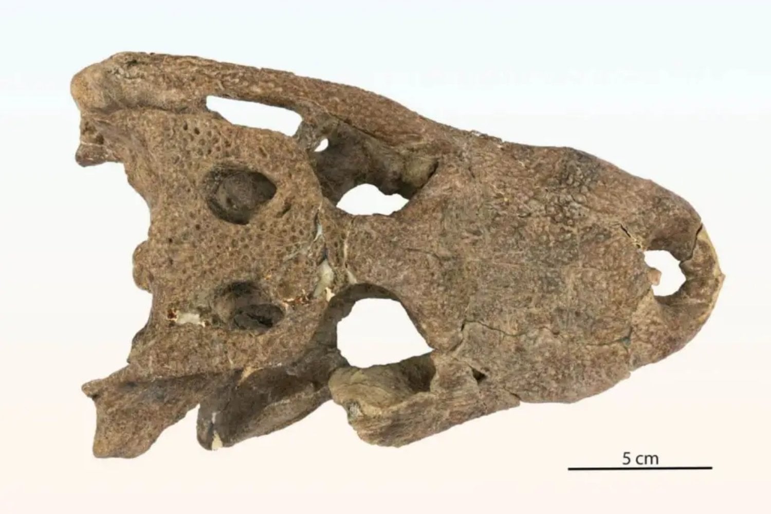 El asteroide acabó con los dinosaurios, pero apenas 350.000 años después un pariente de los aligátores ya dominaba los ríos de Colorado. Un fósil dentro de una posible madriguera apunta a cómo su linaje sobrevivió al desastre
