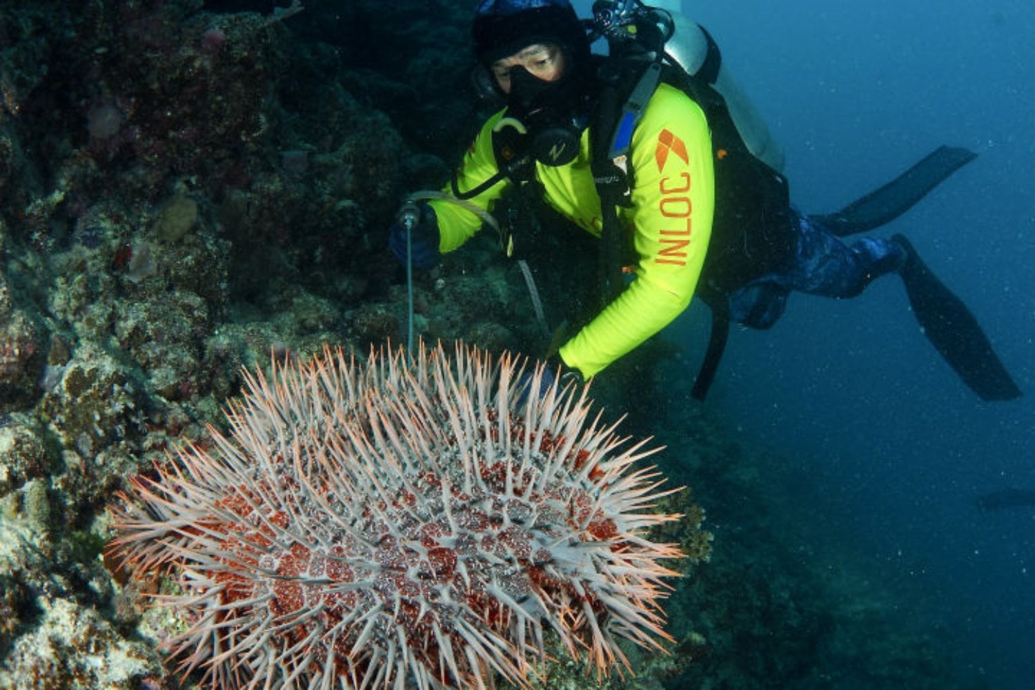 Australia creó un robot para matar una estrella de mar que devora la Gran Barrera. Meses después descubrió que podía usarlo para hacer exactamente lo contrario