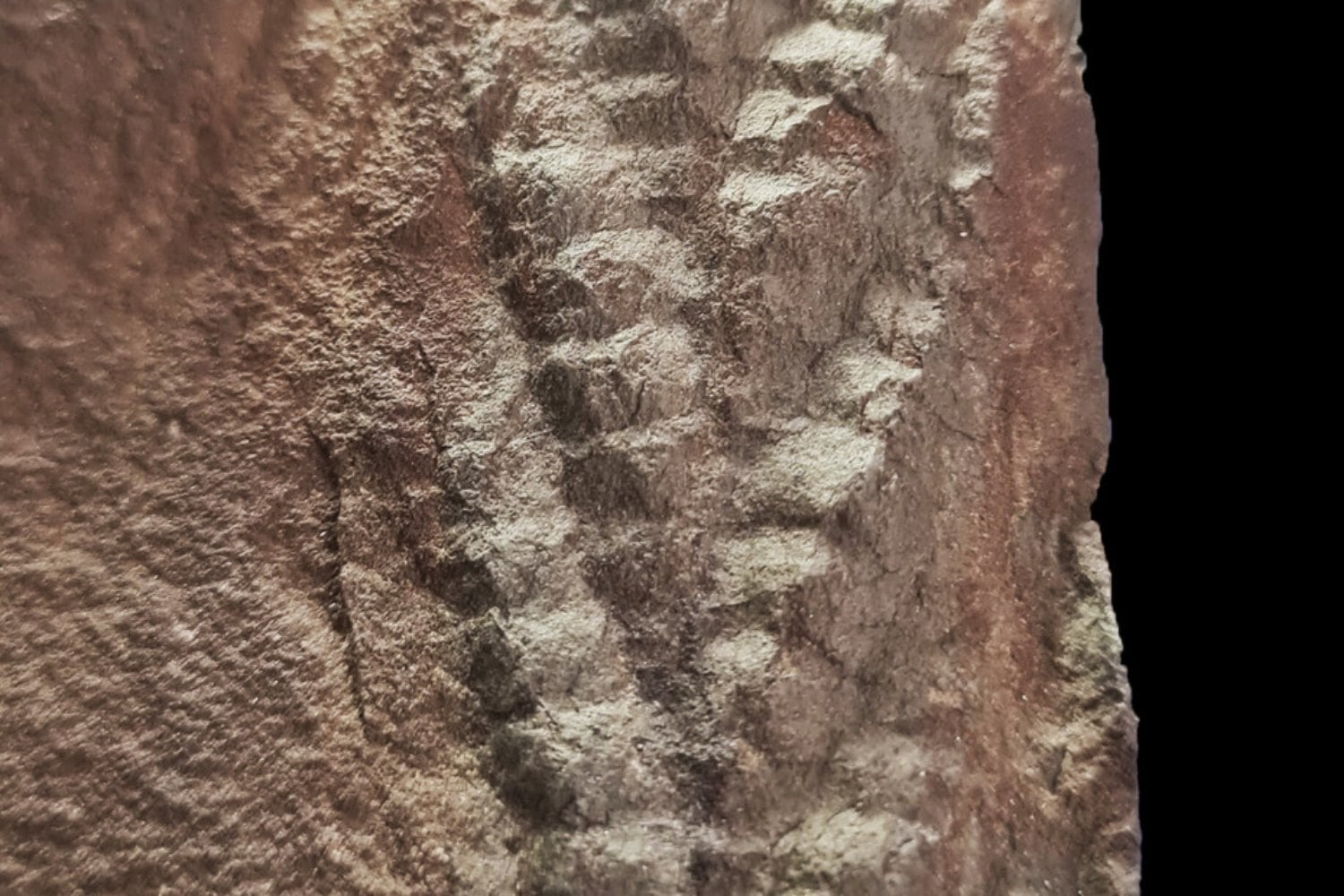Hace 560 millones de años una avalancha submarina sepultó a una criatura sin boca ni órganos. Una roca partida en un campo de ovejas del Ártico acaba de devolver uno de los fósiles animales 3D más antiguos conocidos
