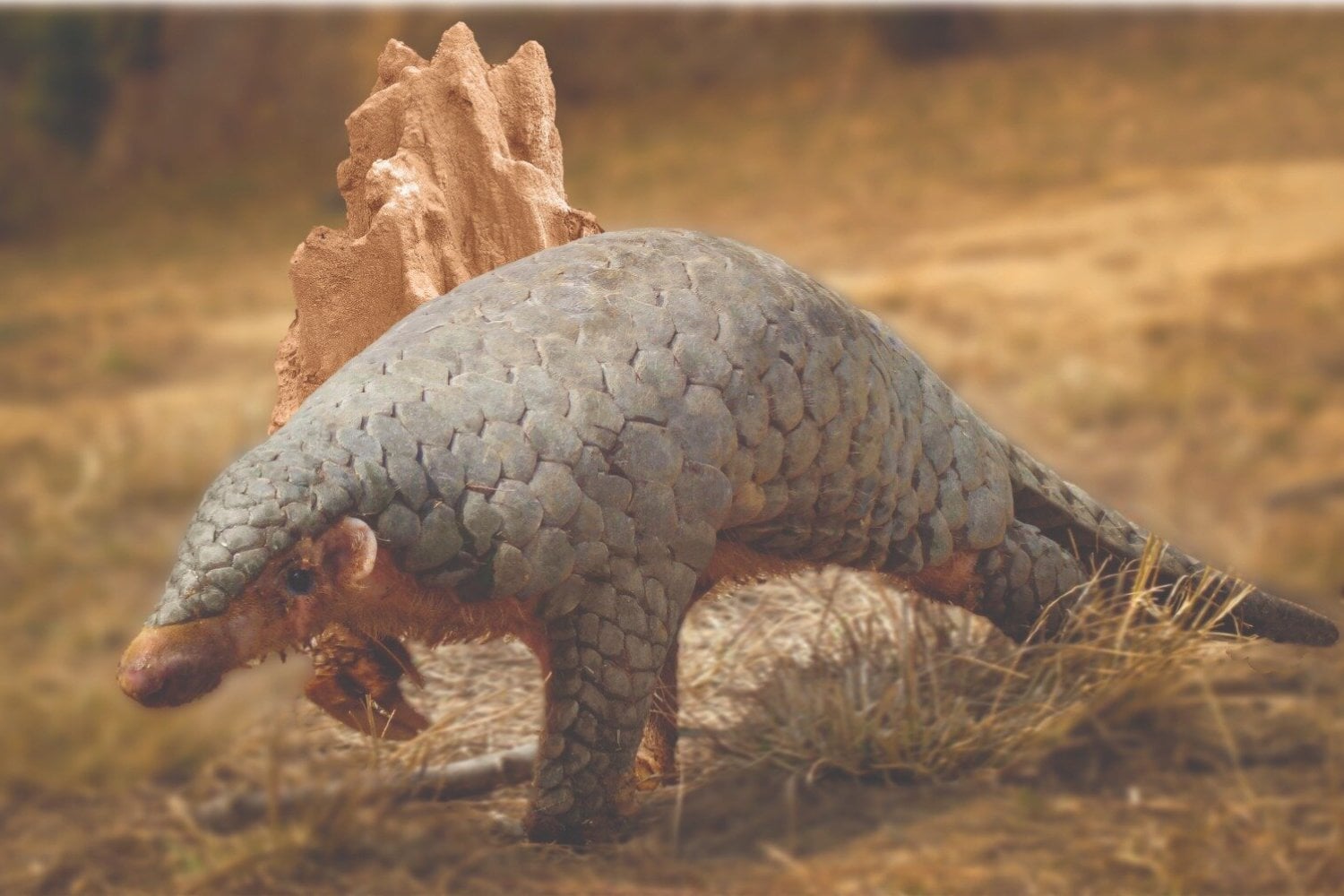 Un pangolín llevaba casi 190 años guardado en un museo. Los científicos extrajeron su ADN y descubrieron que escondía una especie diferente