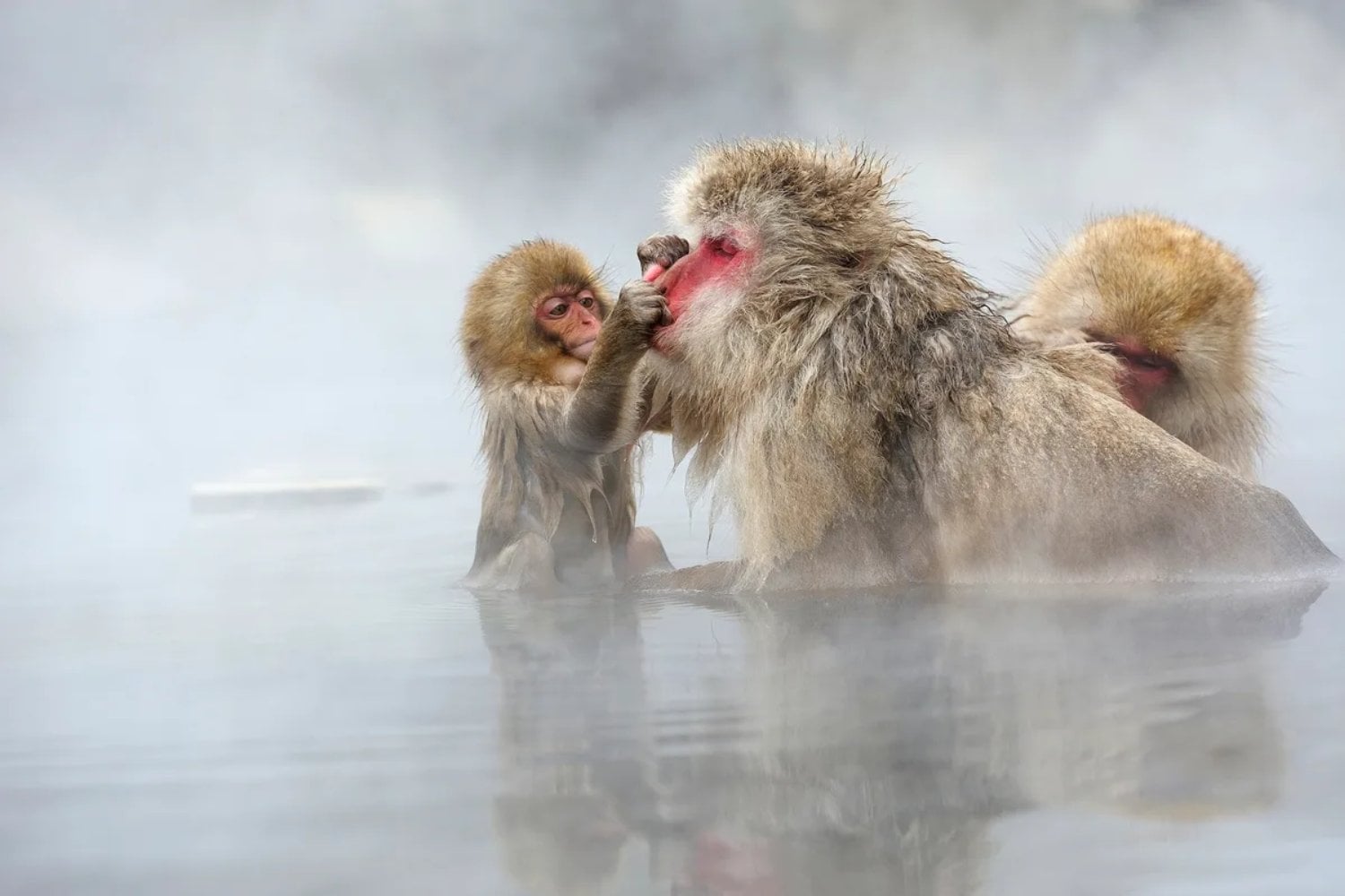 Los monos de Japón llevan décadas metiéndose en aguas termales para sobrevivir al invierno. Ahora sabemos que el baño estaba cambiando algo que nadie podía ver