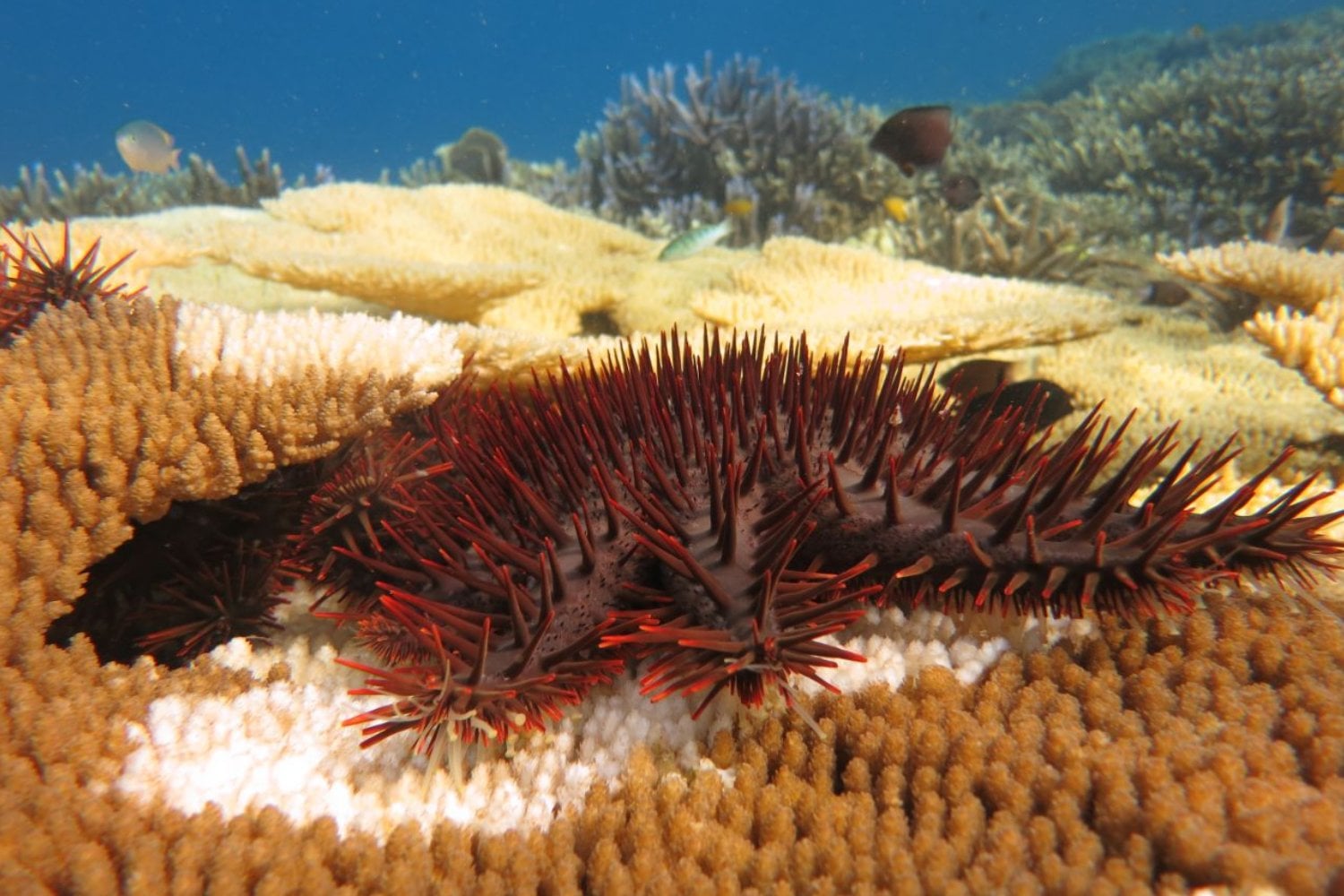 Australia creó un robot para matar una estrella de mar que devora la Gran Barrera. Meses después descubrió que podía usarlo para hacer exactamente lo contrario