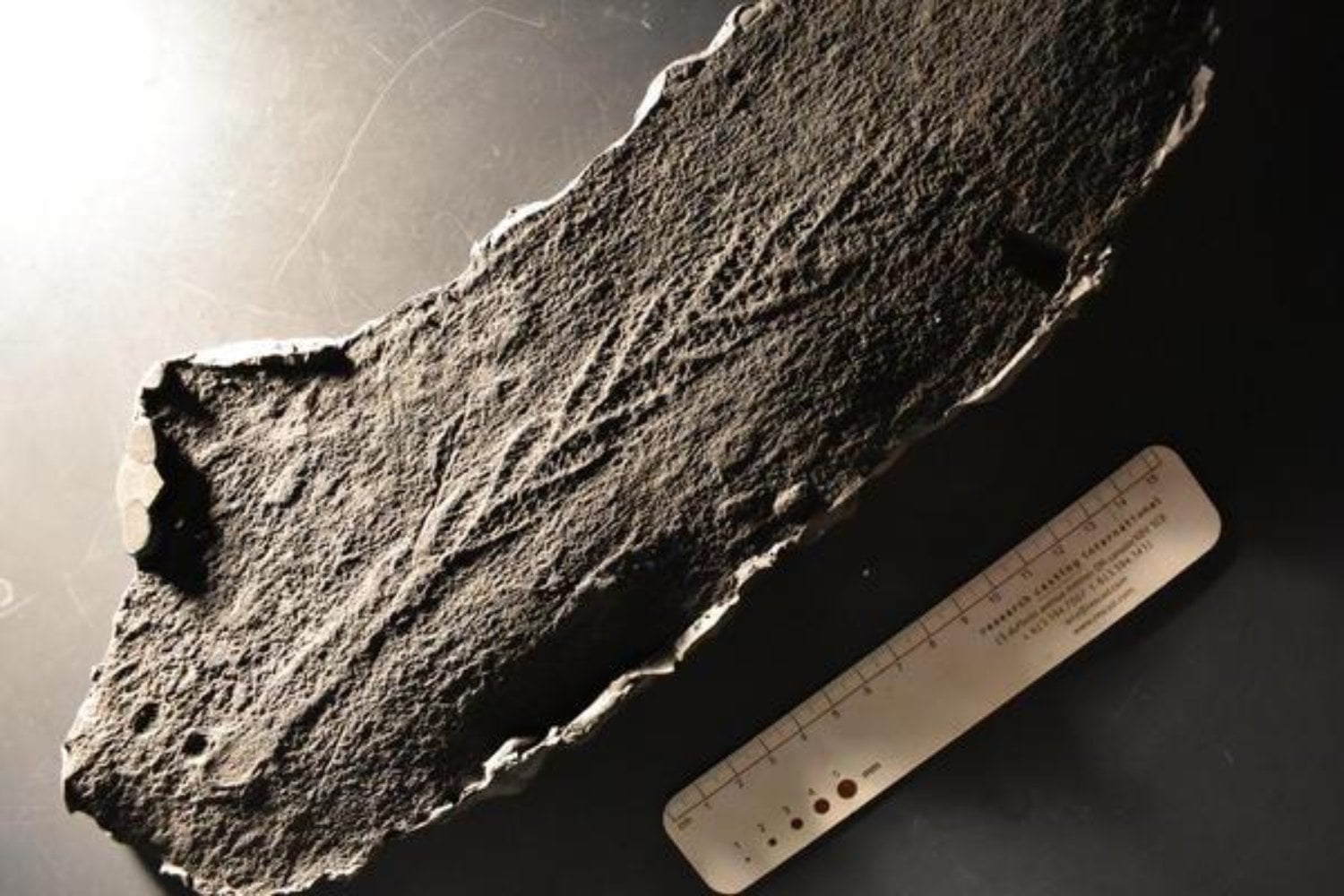Hace 560 millones de años una avalancha submarina sepultó a una criatura sin boca ni órganos. Una roca partida en un campo de ovejas del Ártico acaba de devolver uno de los fósiles animales 3D más antiguos conocidos