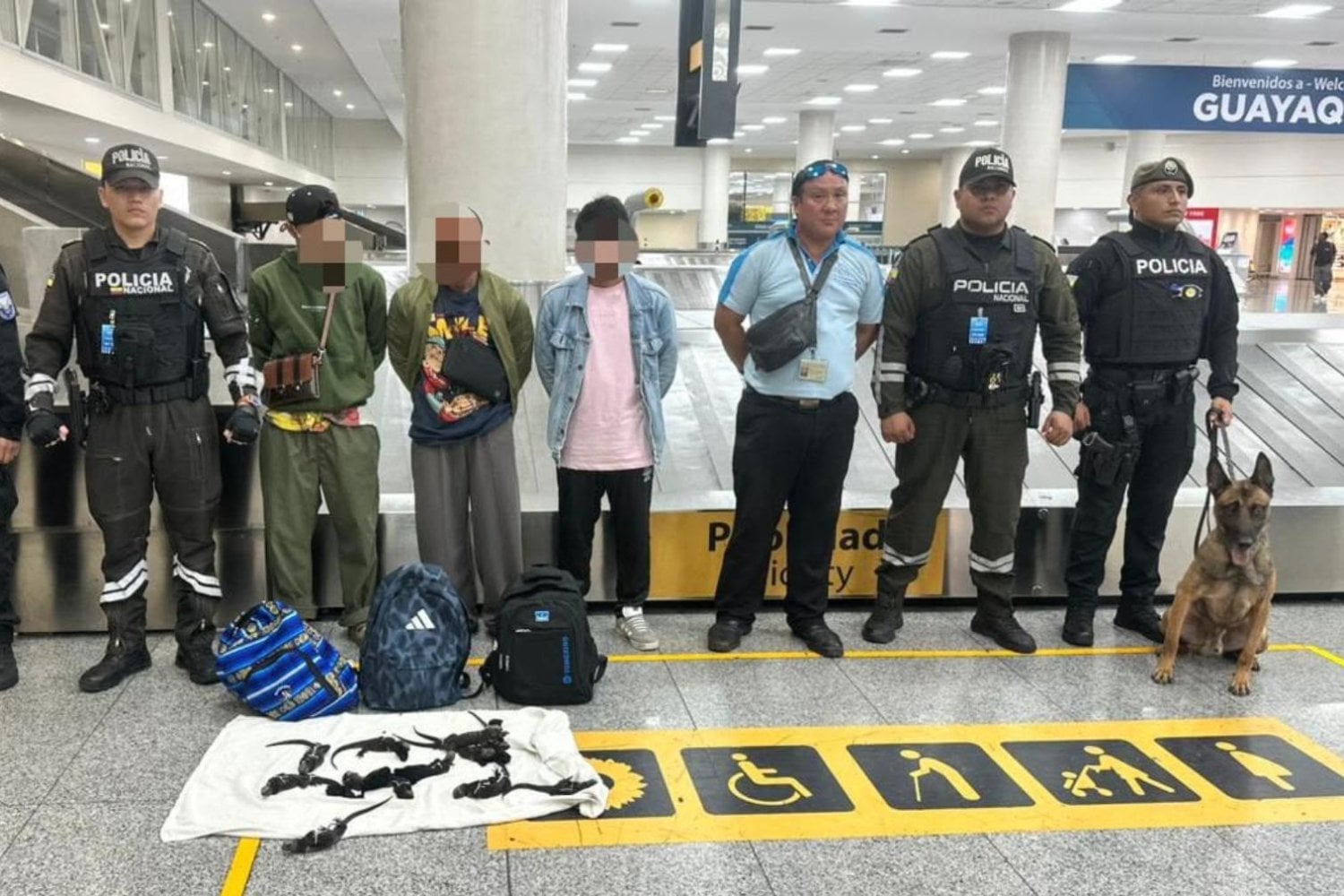 Solo viven en Galápagos, pero llevan años apareciendo en colecciones a miles de kilómetros de Ecuador. Una investigación revela cómo las iguanas marinas pueden entrar al mercado negro y reaparecer con papeles de “nacidas en cautiverio”