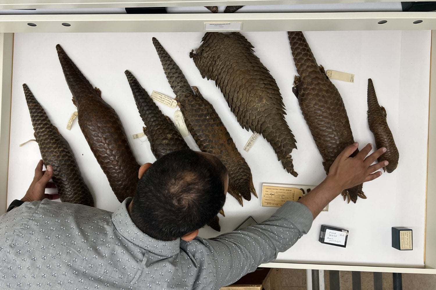 Un pangolín llevaba casi 190 años guardado en un museo. Los científicos extrajeron su ADN y descubrieron que escondía una especie diferente