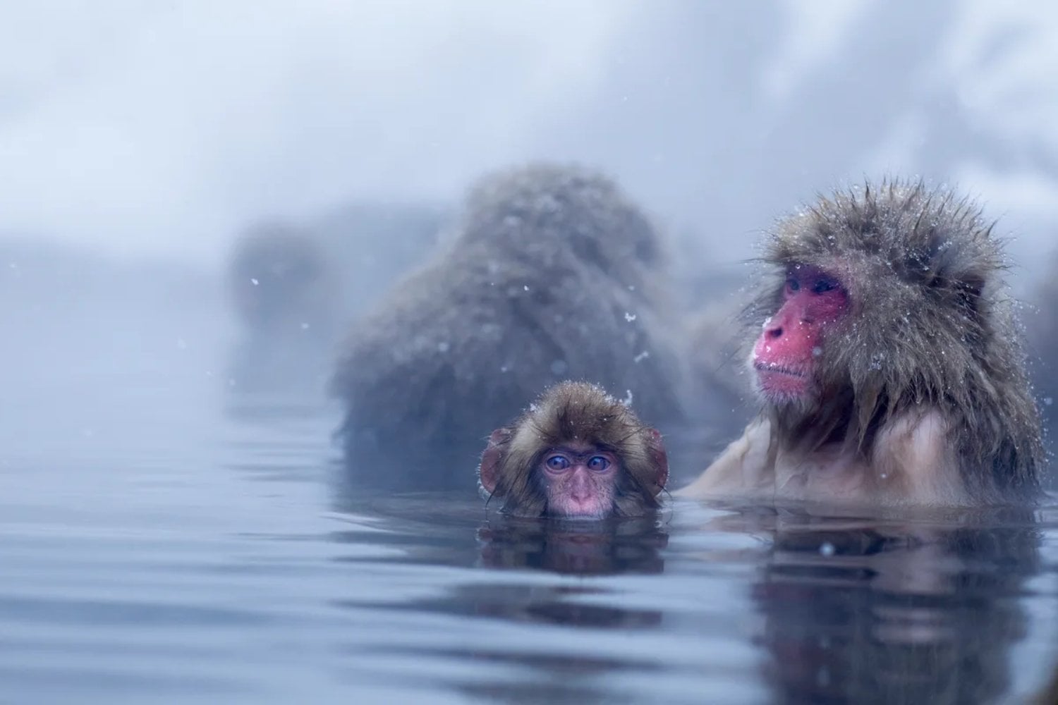 Los monos de Japón llevan décadas metiéndose en aguas termales para sobrevivir al invierno. Ahora sabemos que el baño estaba cambiando algo que nadie podía ver