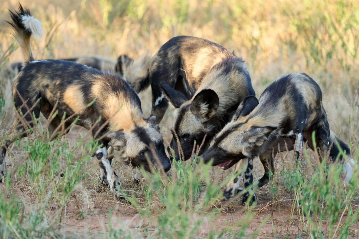 Tres hermanos abandonaron su manada en Zambia para buscar pareja. Ocho meses y 4.126 kilómetros después habían sorteado ciudades, carreteras y embalses: su viaje revela una red invisible que aún conecta África, pero también lo fácil que es romperla