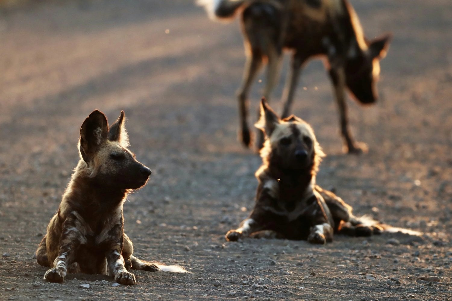 Tres hermanos salvajes abandonaron su manada en Zambia para buscar pareja. Ocho meses y 4.126 kilómetros después habían sorteado ciudades, carreteras y embalses: su viaje revela una red invisible que aún conecta África, pero también lo fácil que es romperla