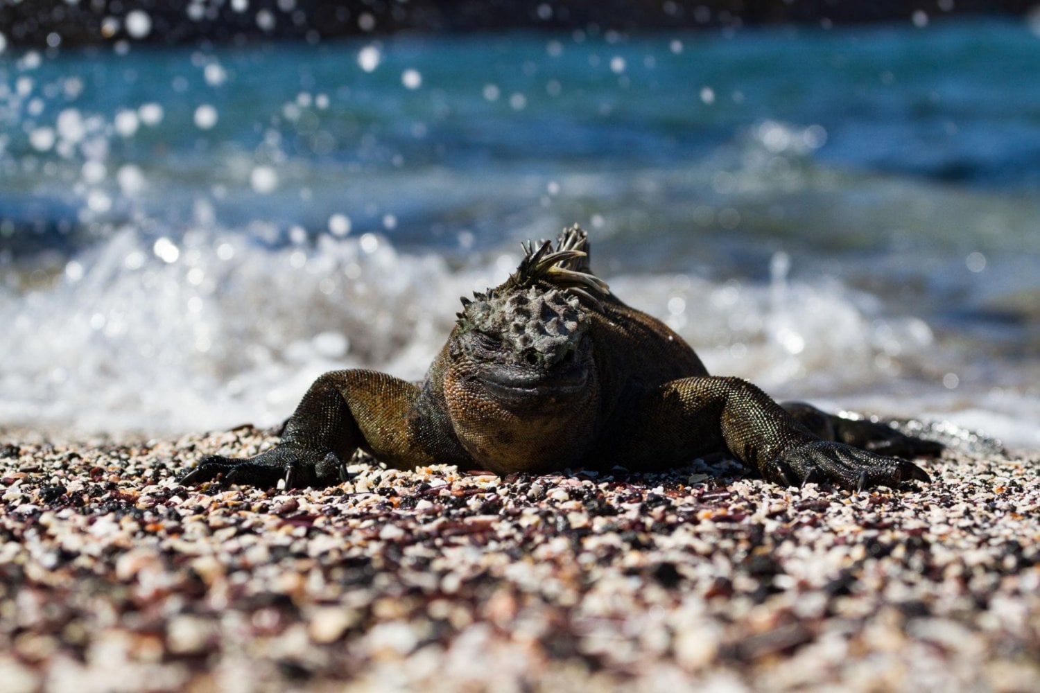 Solo viven en Galápagos, pero llevan años apareciendo en colecciones a miles de kilómetros de Ecuador. Una investigación revela cómo las iguanas marinas pueden entrar al mercado negro y reaparecer con papeles de “nacidas en cautiverio”