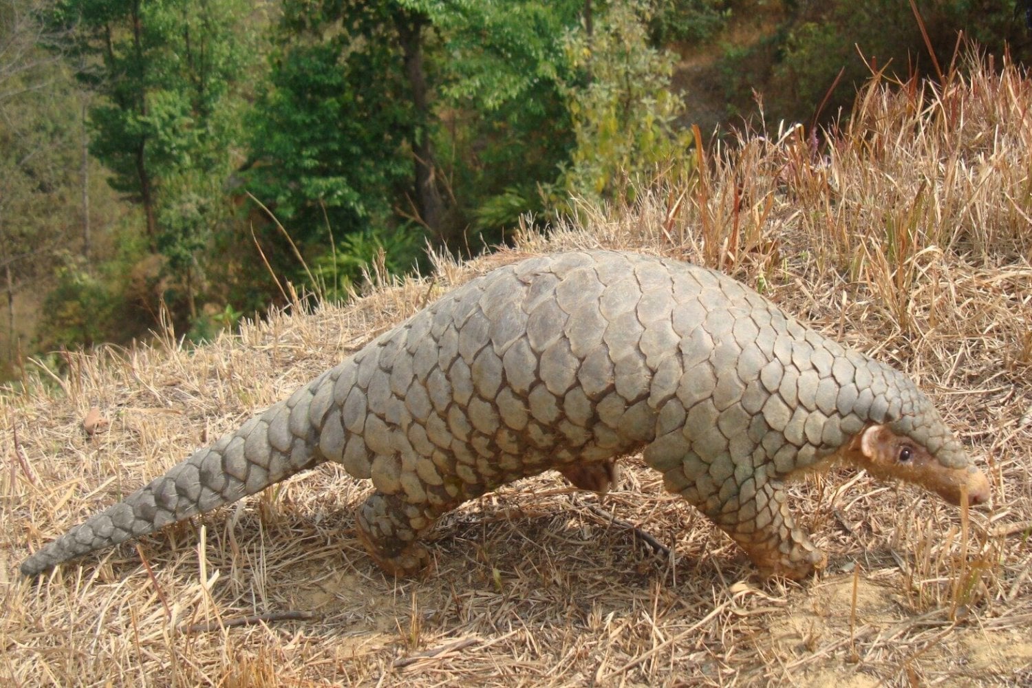 Un pangolín llevaba casi 190 años guardado en un museo. Los científicos extrajeron su ADN y descubrieron que escondía una especie diferente