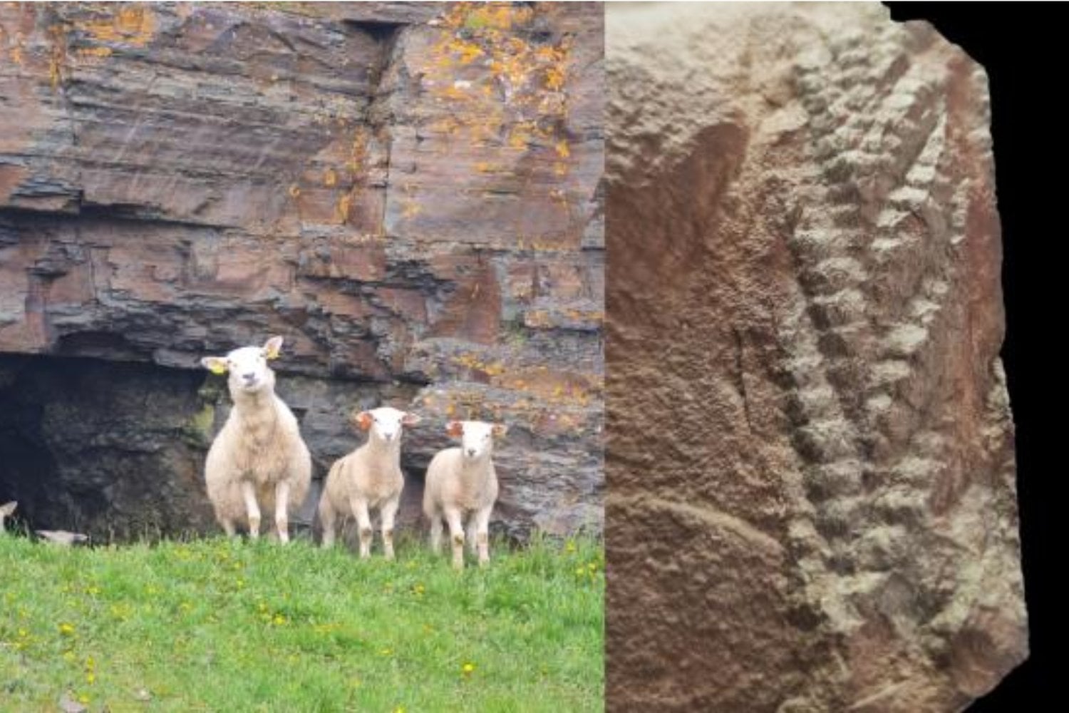Hace 560 millones de años una avalancha submarina sepultó a una criatura sin boca ni órganos. Una roca partida en un campo de ovejas del Ártico acaba de devolver uno de los fósiles animales 3D más antiguos conocidos